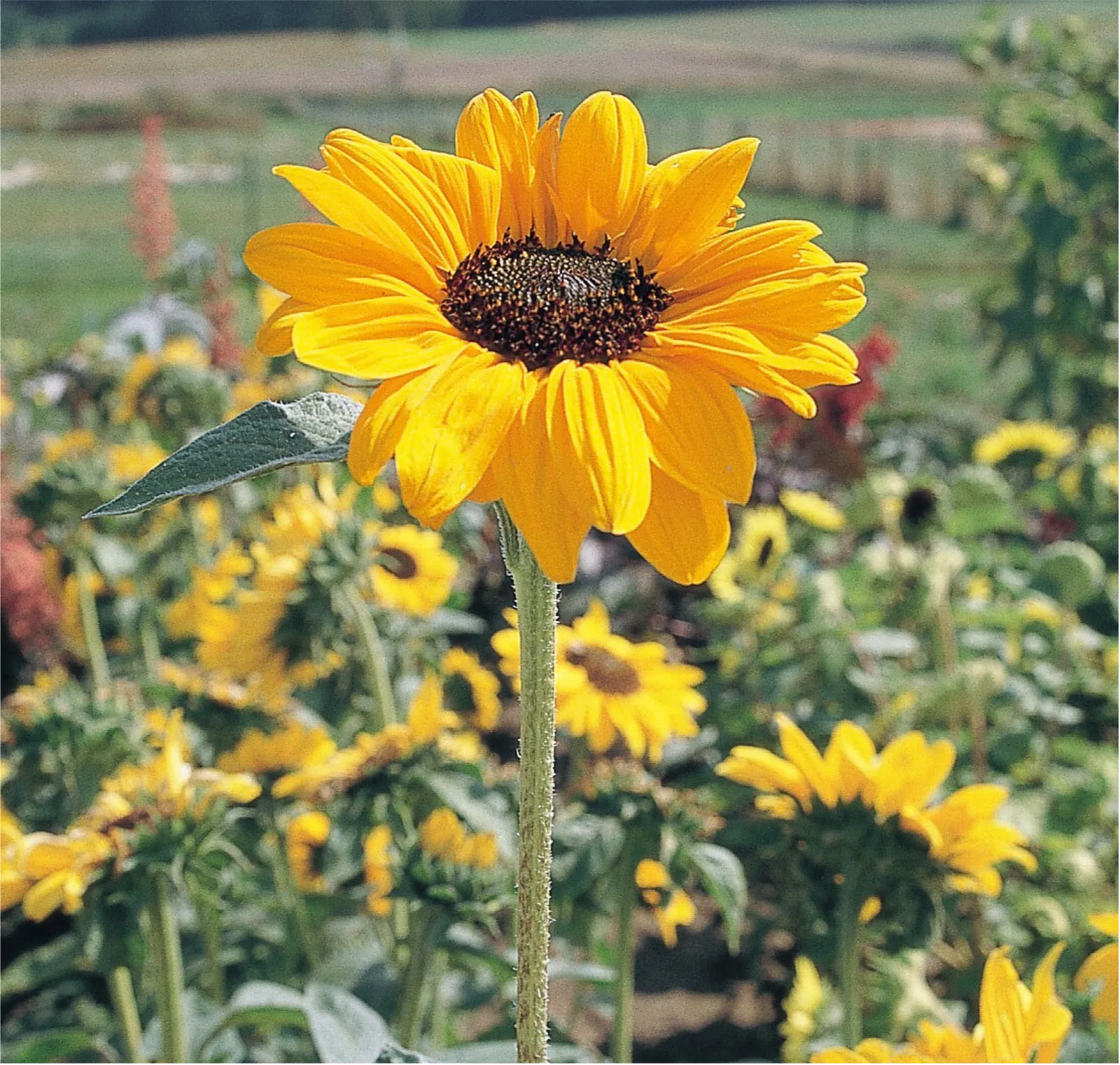 Soraya Sunflower