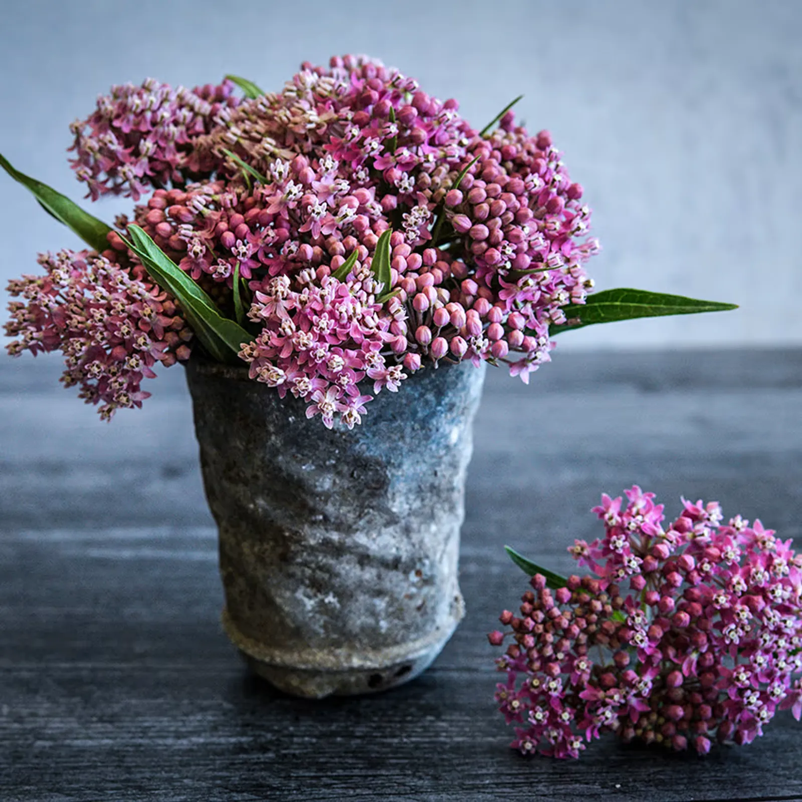 Soulmate Milkweed