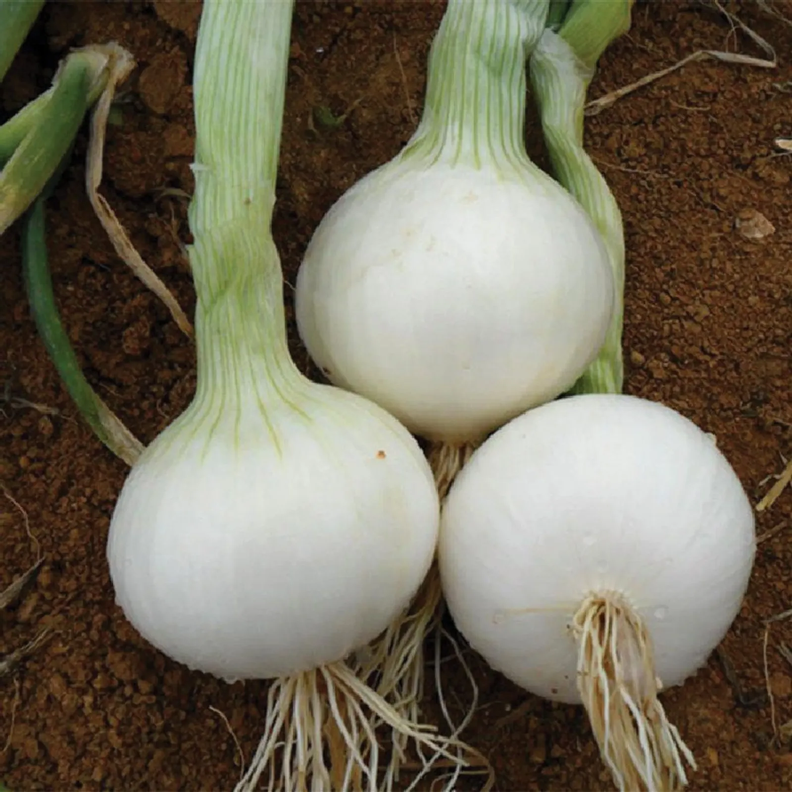 Southport White Globe Onions