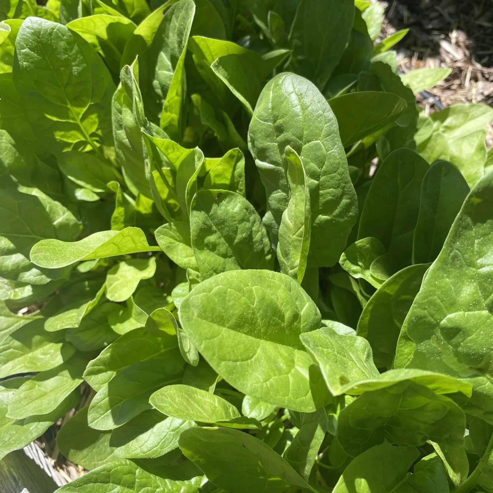 Space Spinach