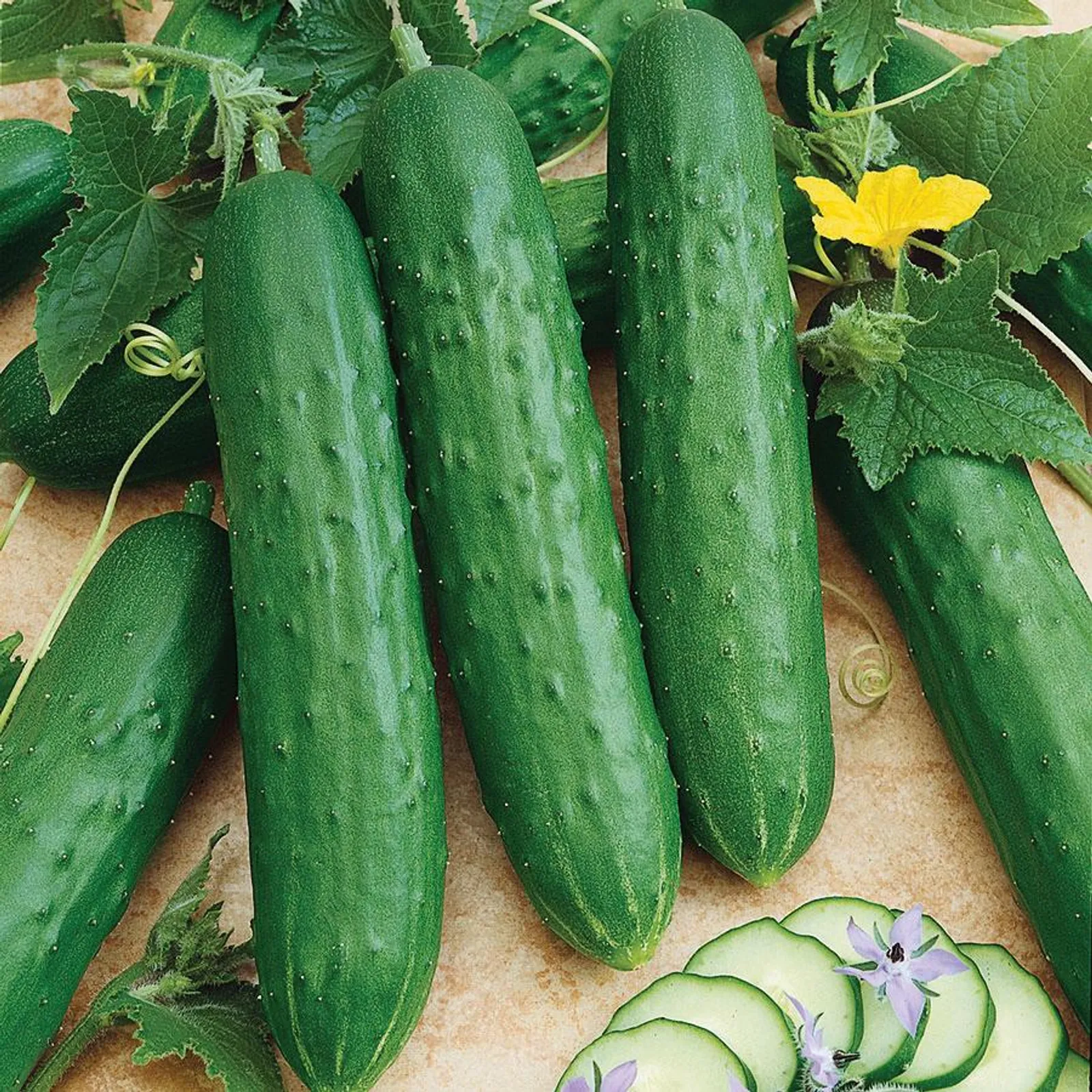 Spacemaster Cucumbers