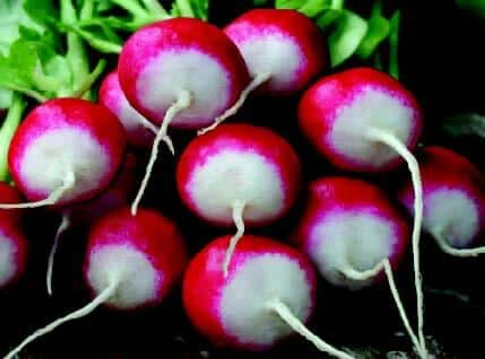 Sparkler White Tip Radishes