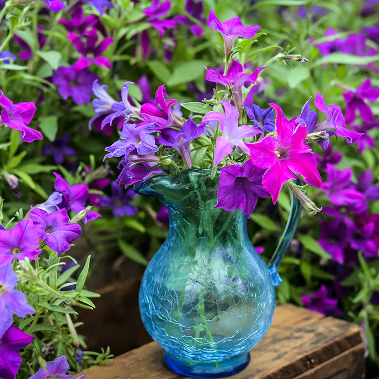 Sparklers Petunia
