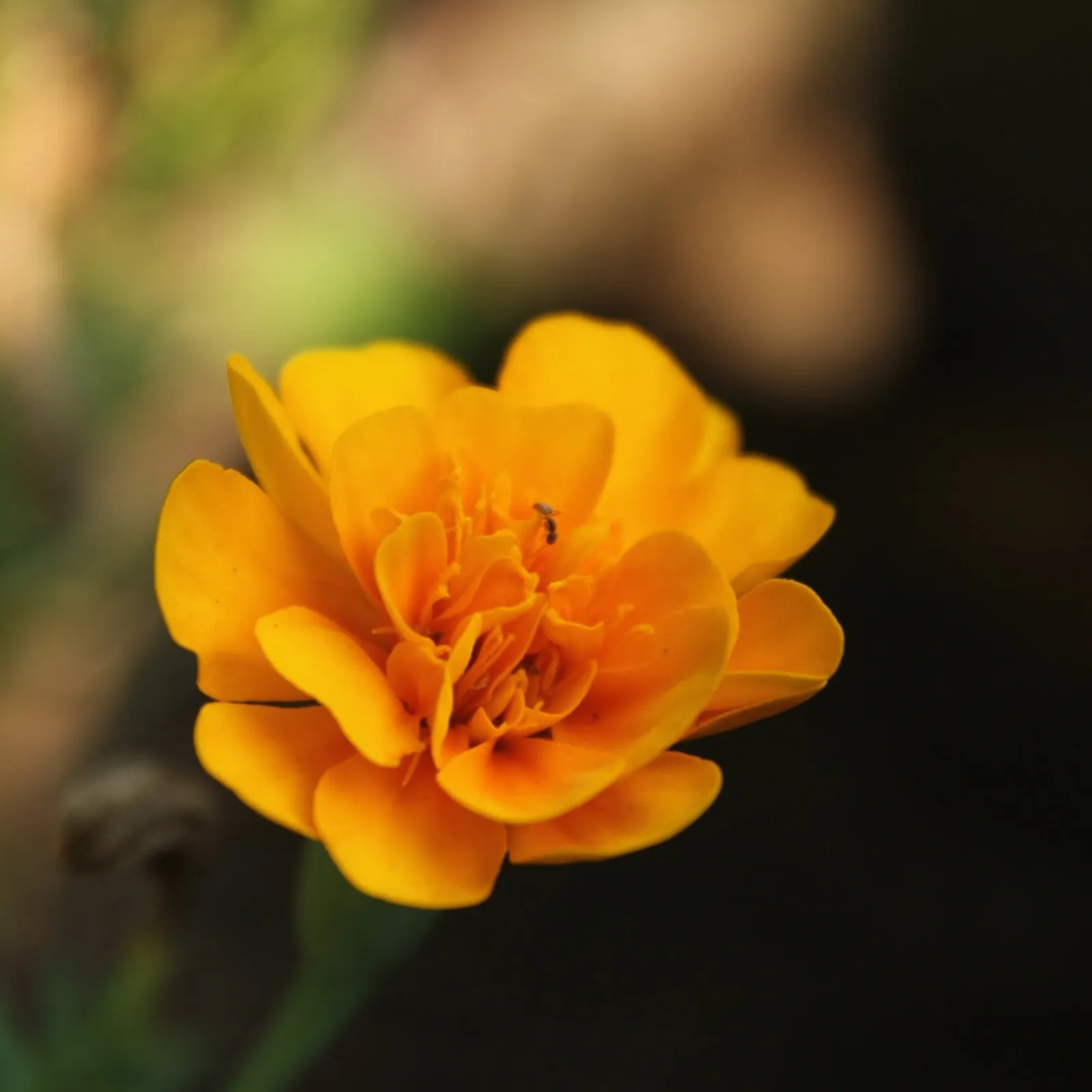 Sparky Apricot Poppies