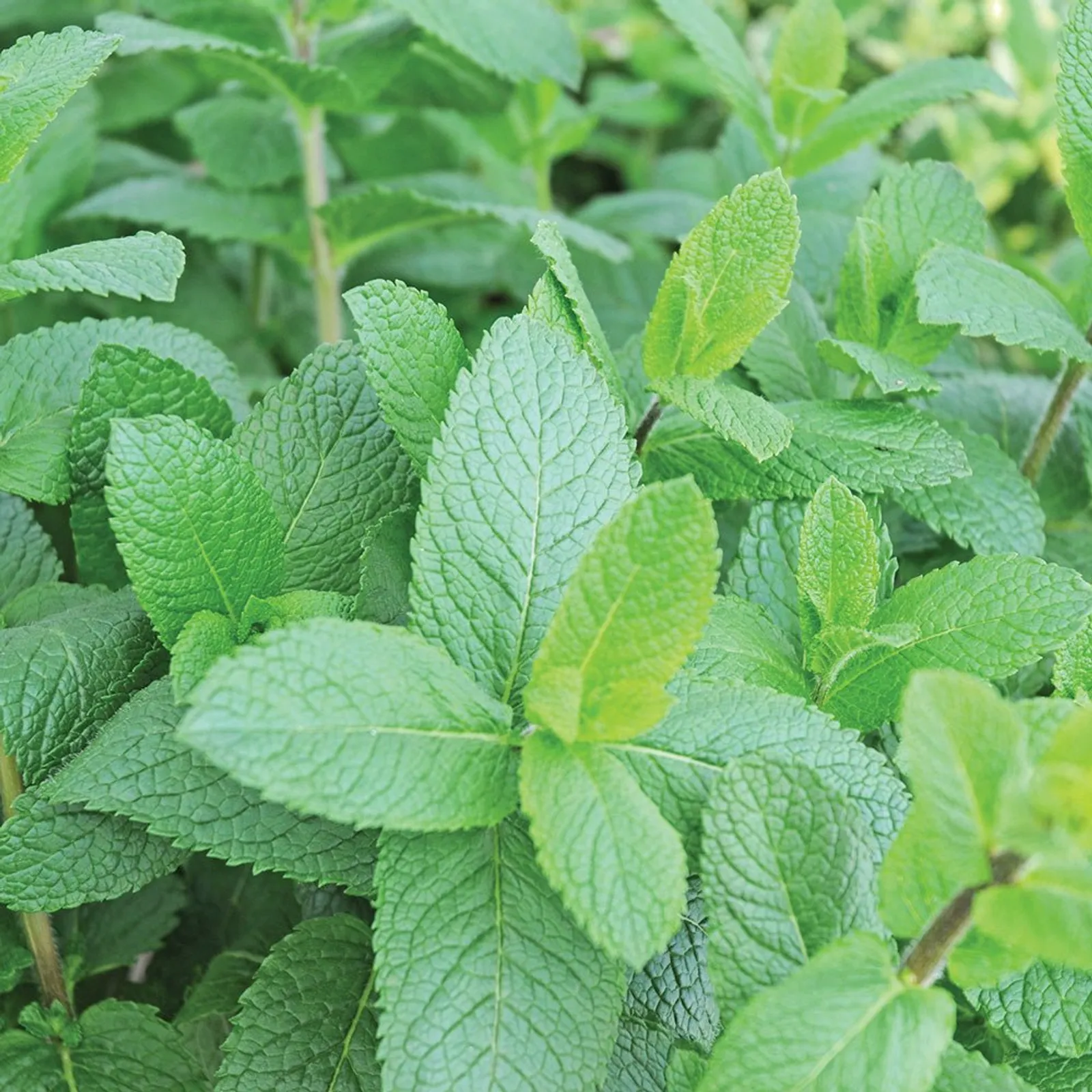 Spearmint Mint