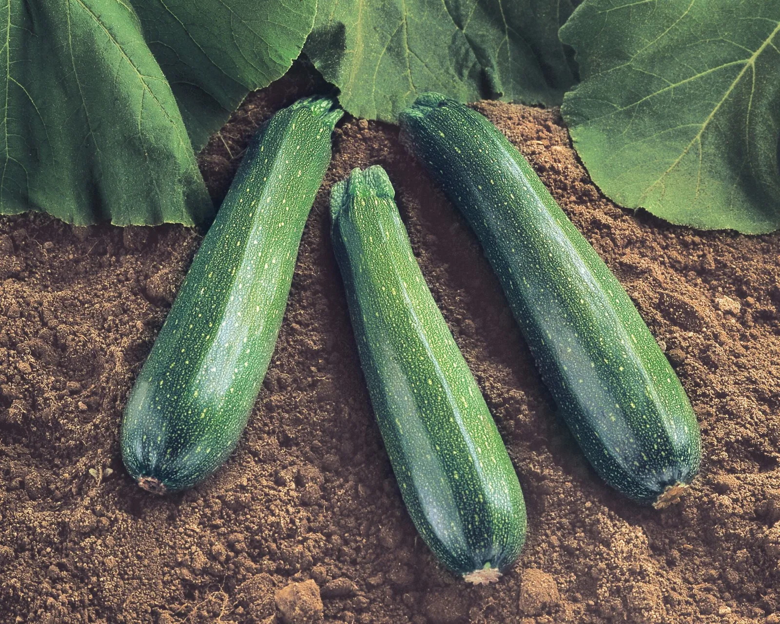 Spineless Beauty Hybrid Zucchini Squash