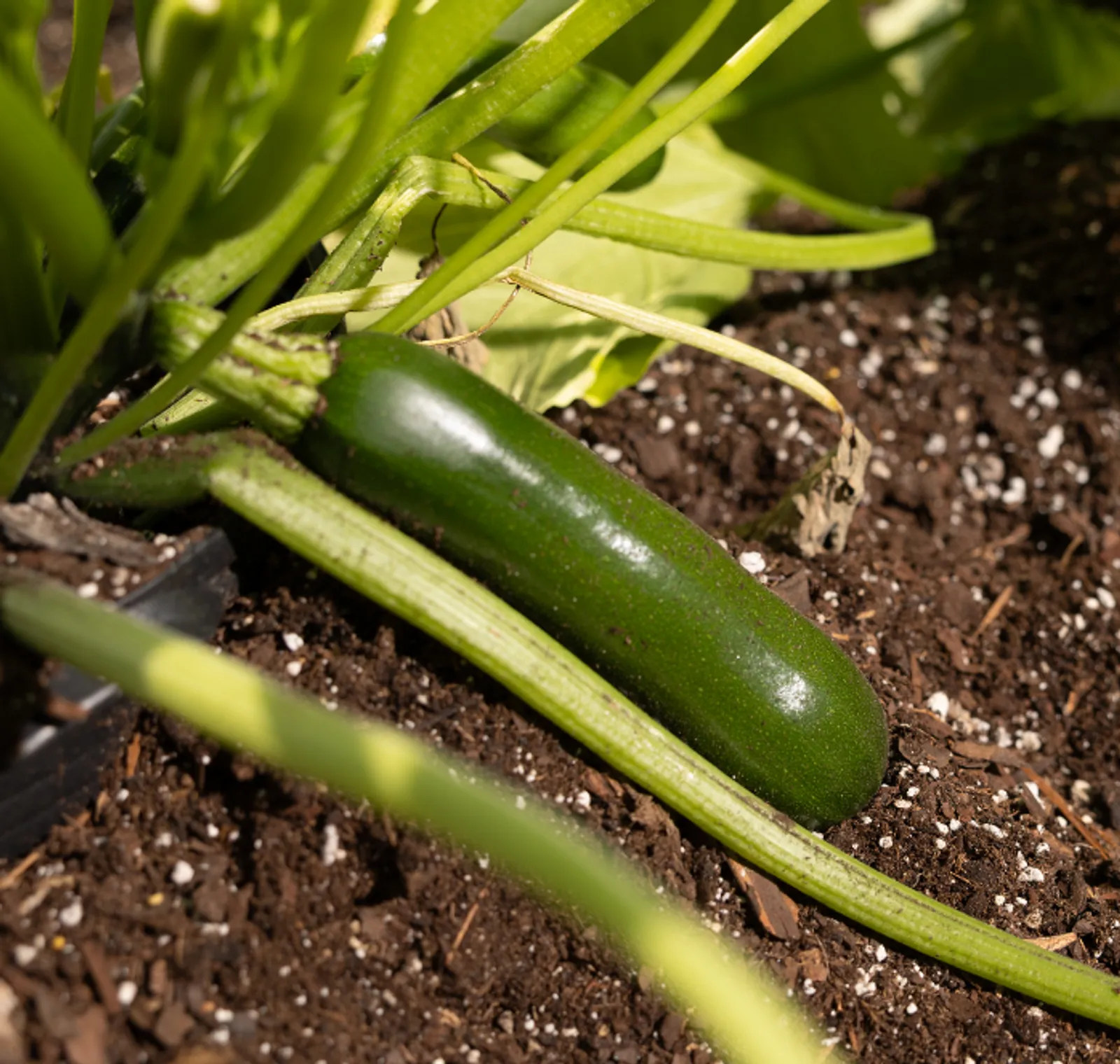 Spineless Supreme Hybrid Zucchini Squash