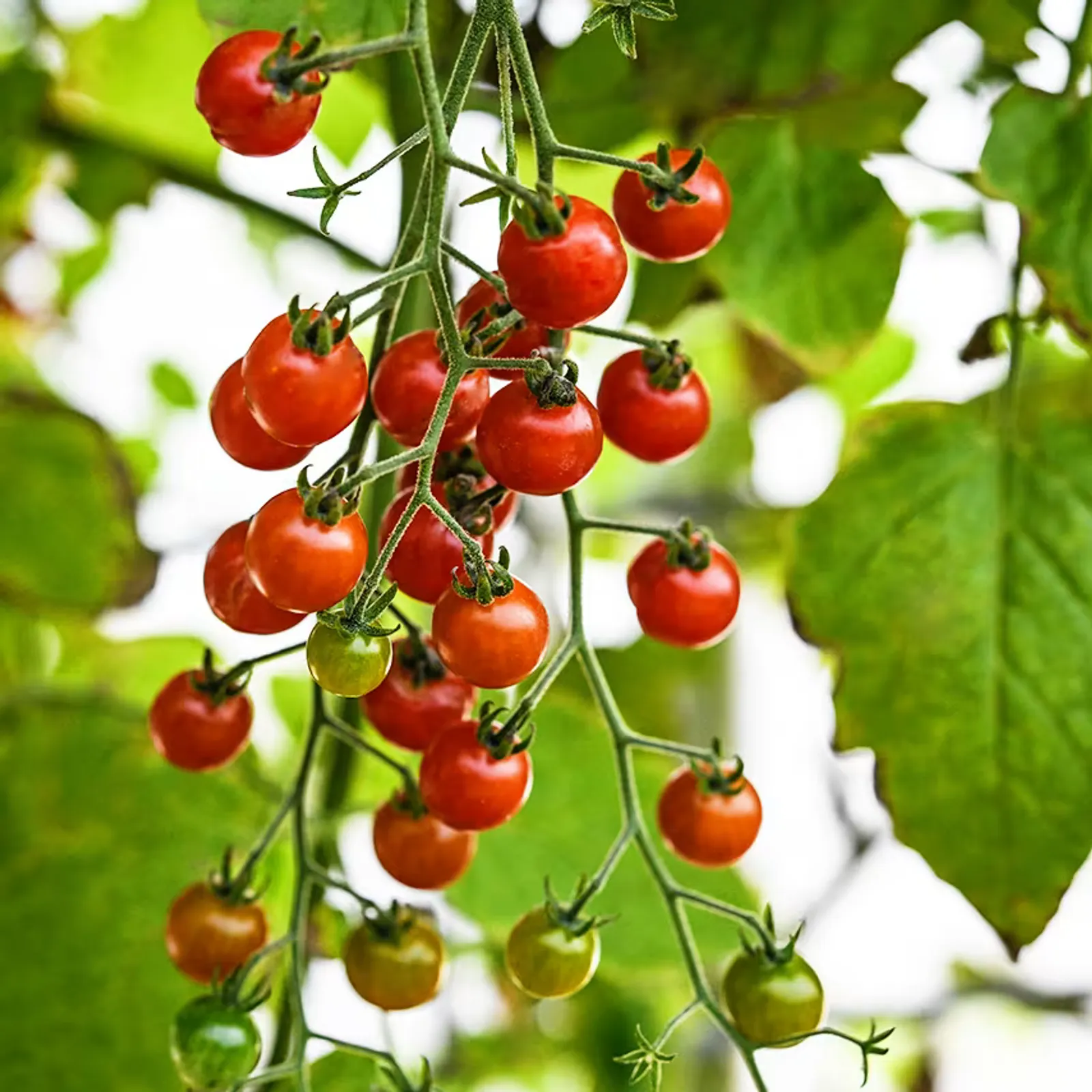 Spoon Tomatoes