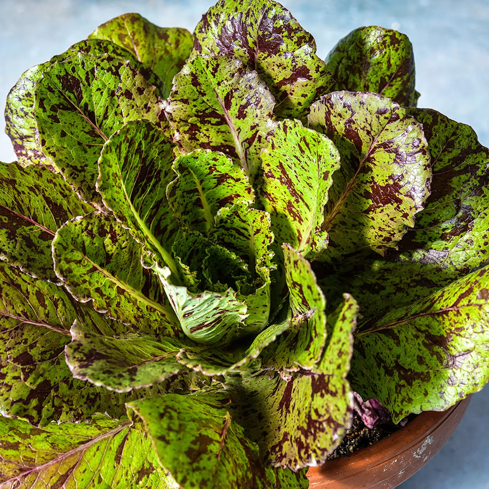Spotted Aleppo Syrian Lettuce