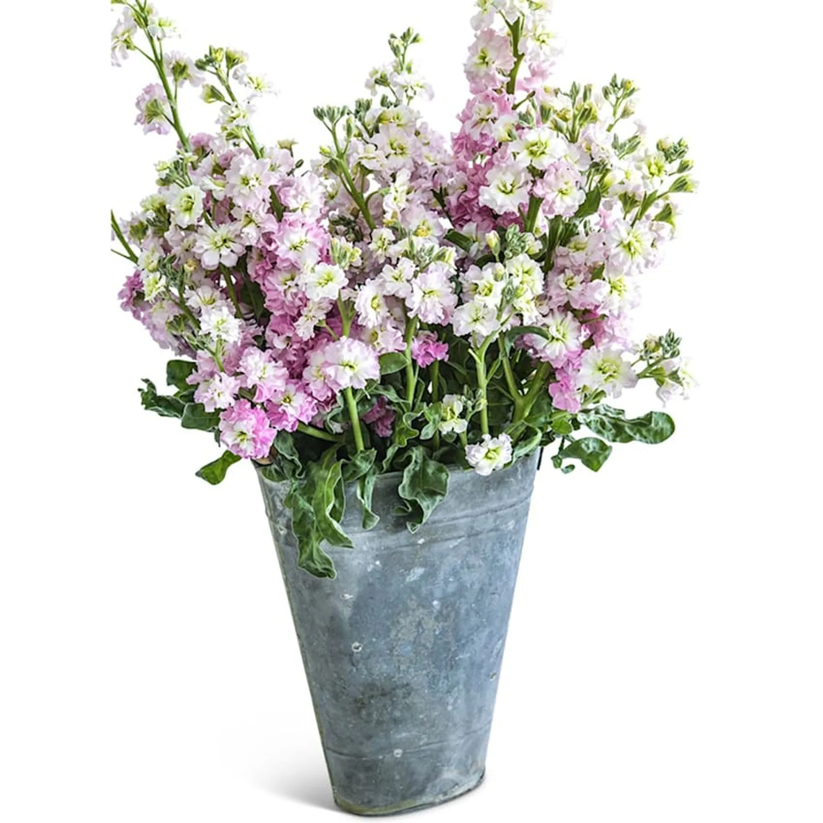 Spray Antique Pink Stock