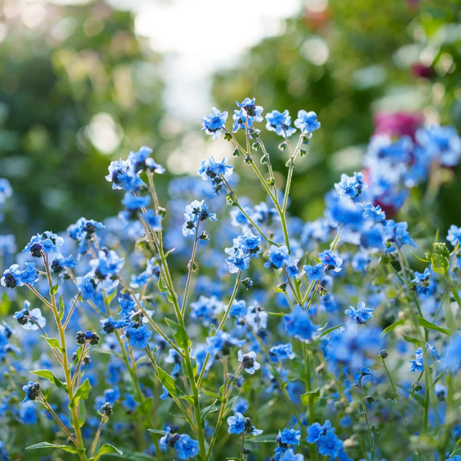 Spring and Summer Forget-Me-Not