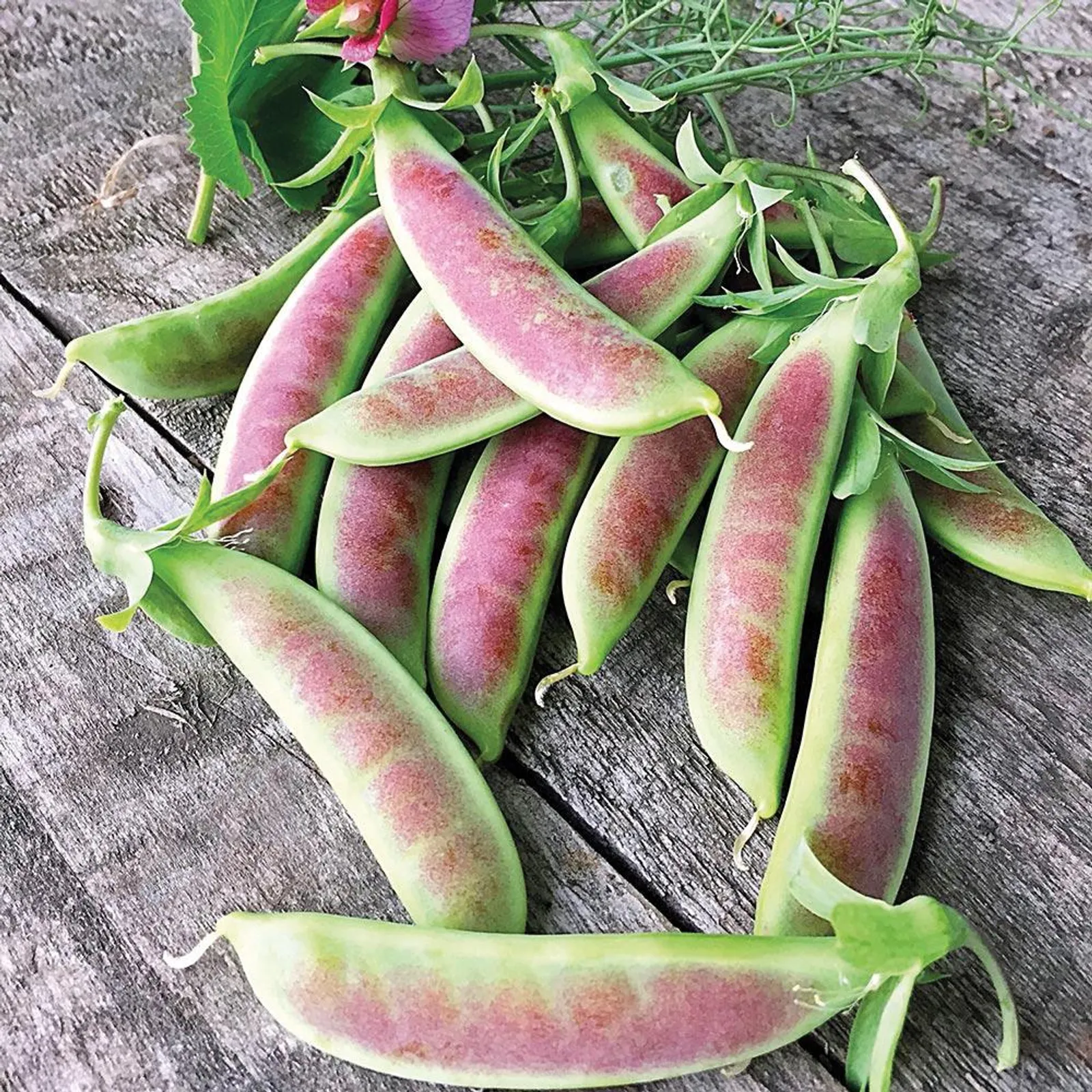 Spring Blush Peas
