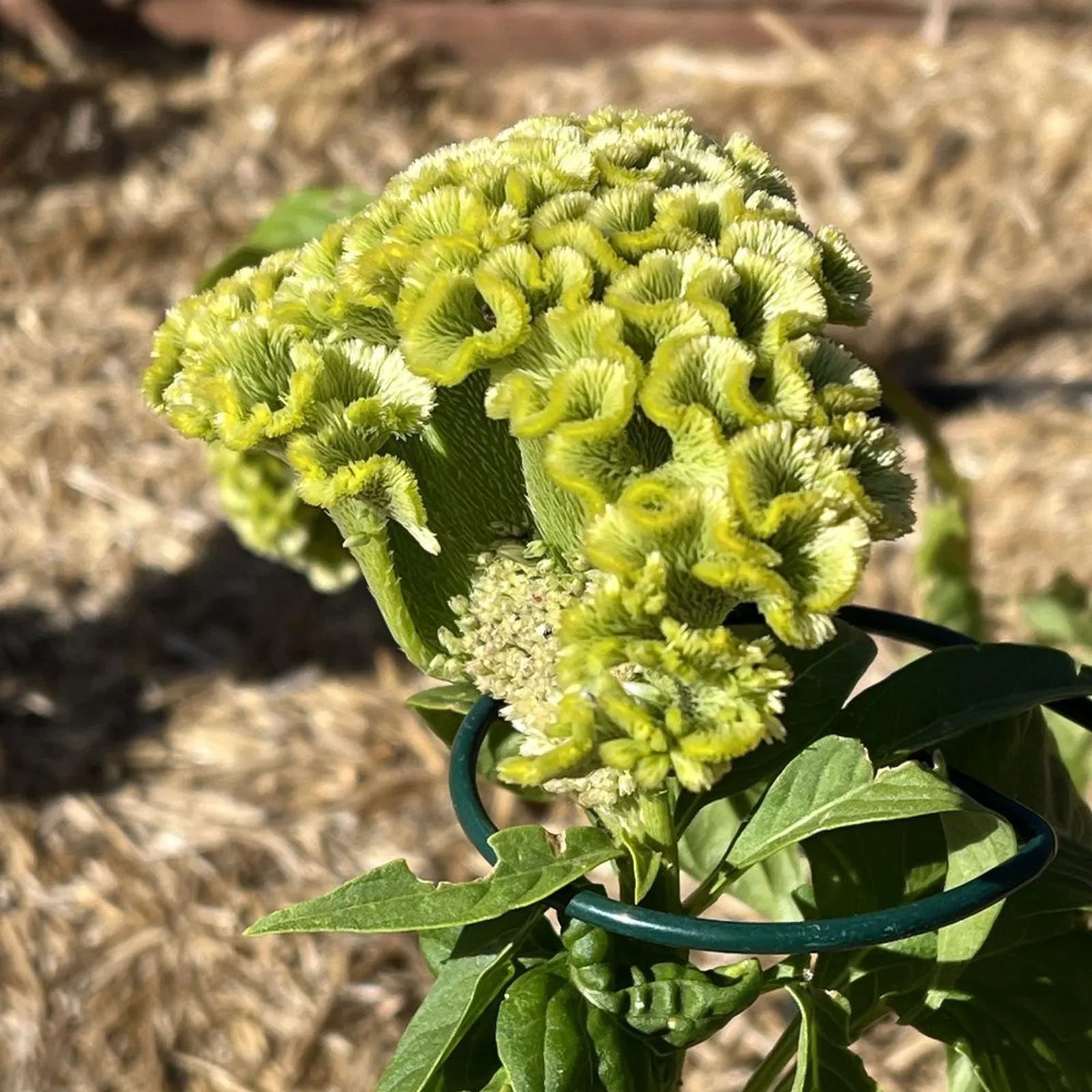 Spring Green Celosia