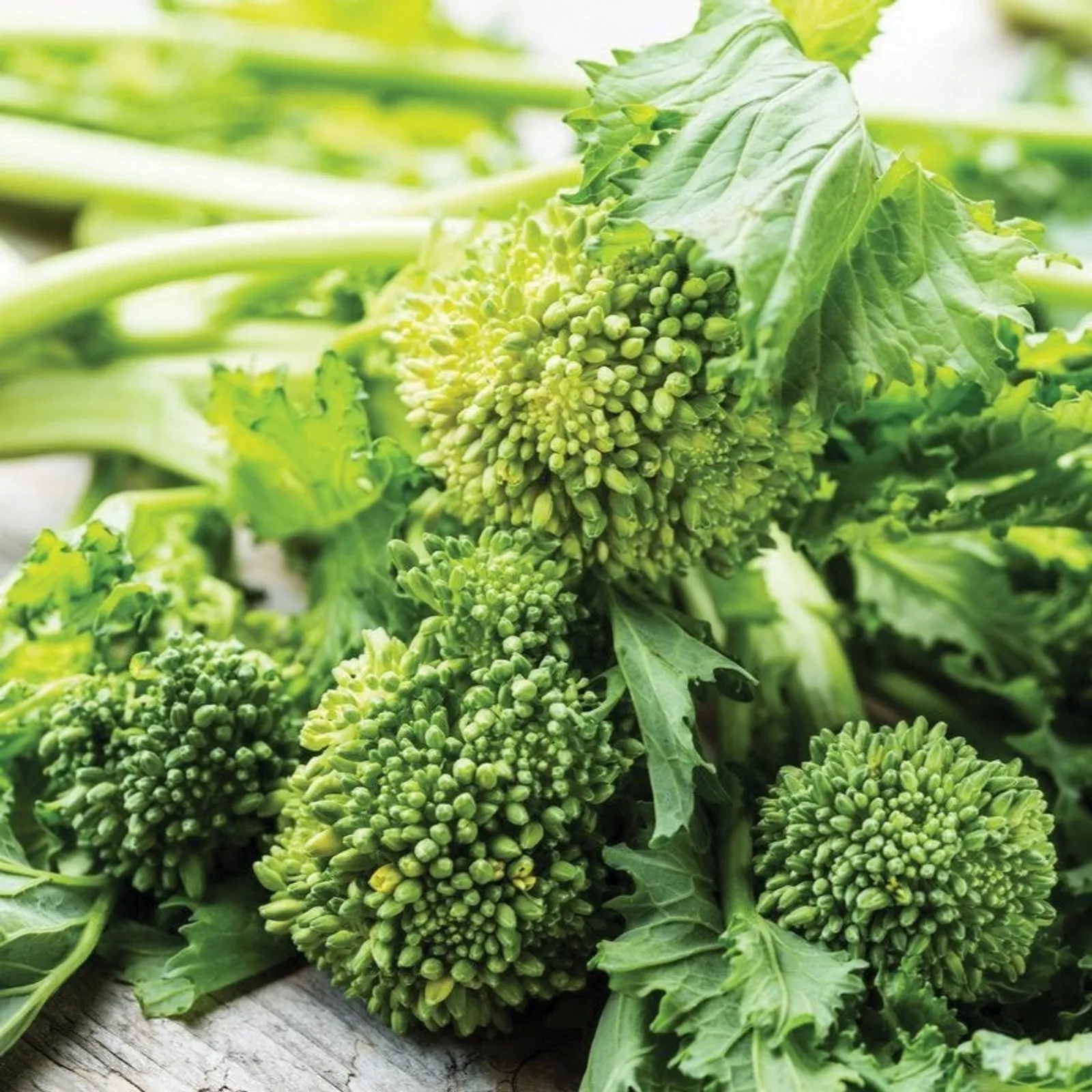 Rapini Broccoli Raab Broccoli Rabe