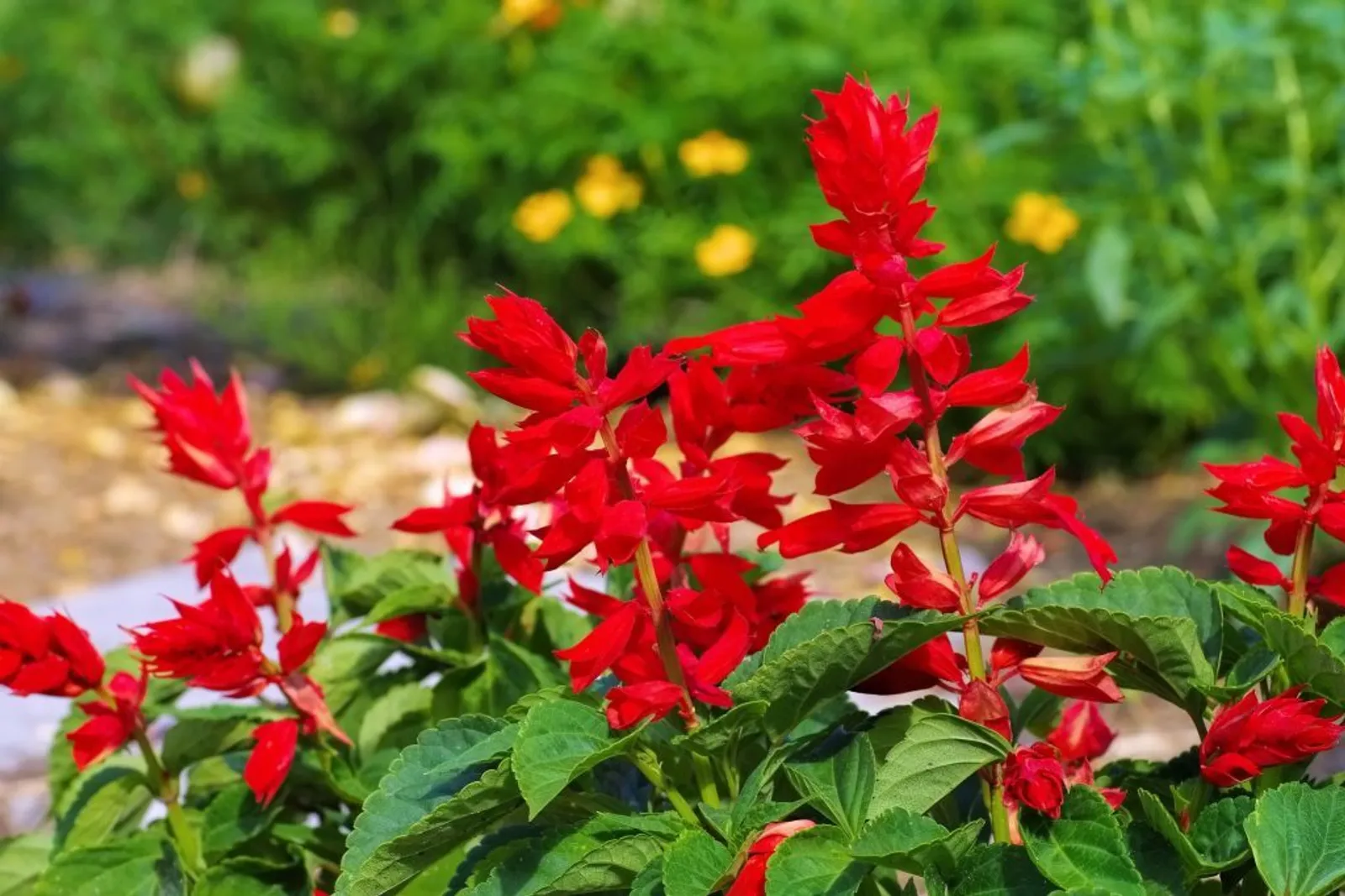 St. John Fire Salvia Bee Balm