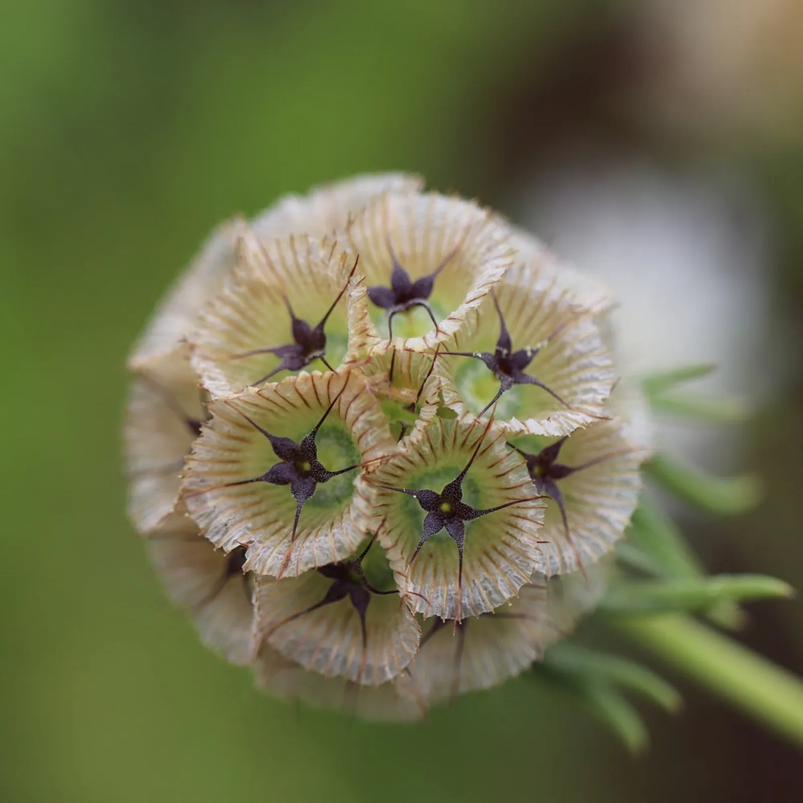 Starflower /Pincushion Flower Scabiosa