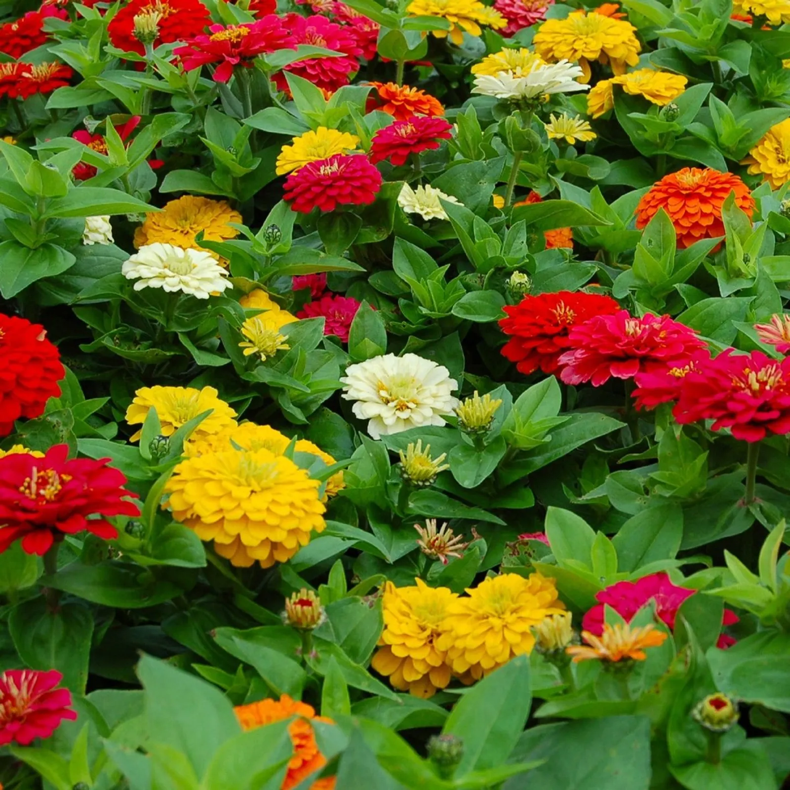State Fair Mix Zinnia