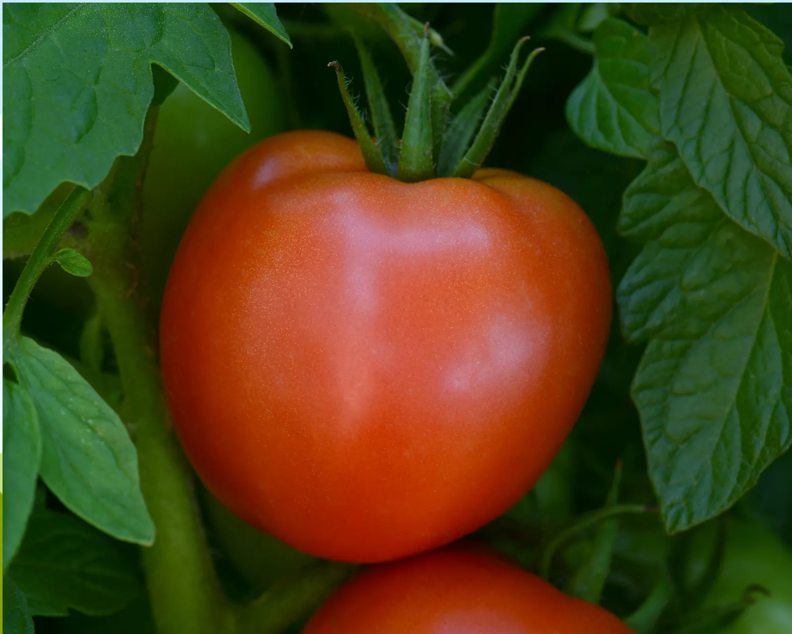 Stellar Tomatoes