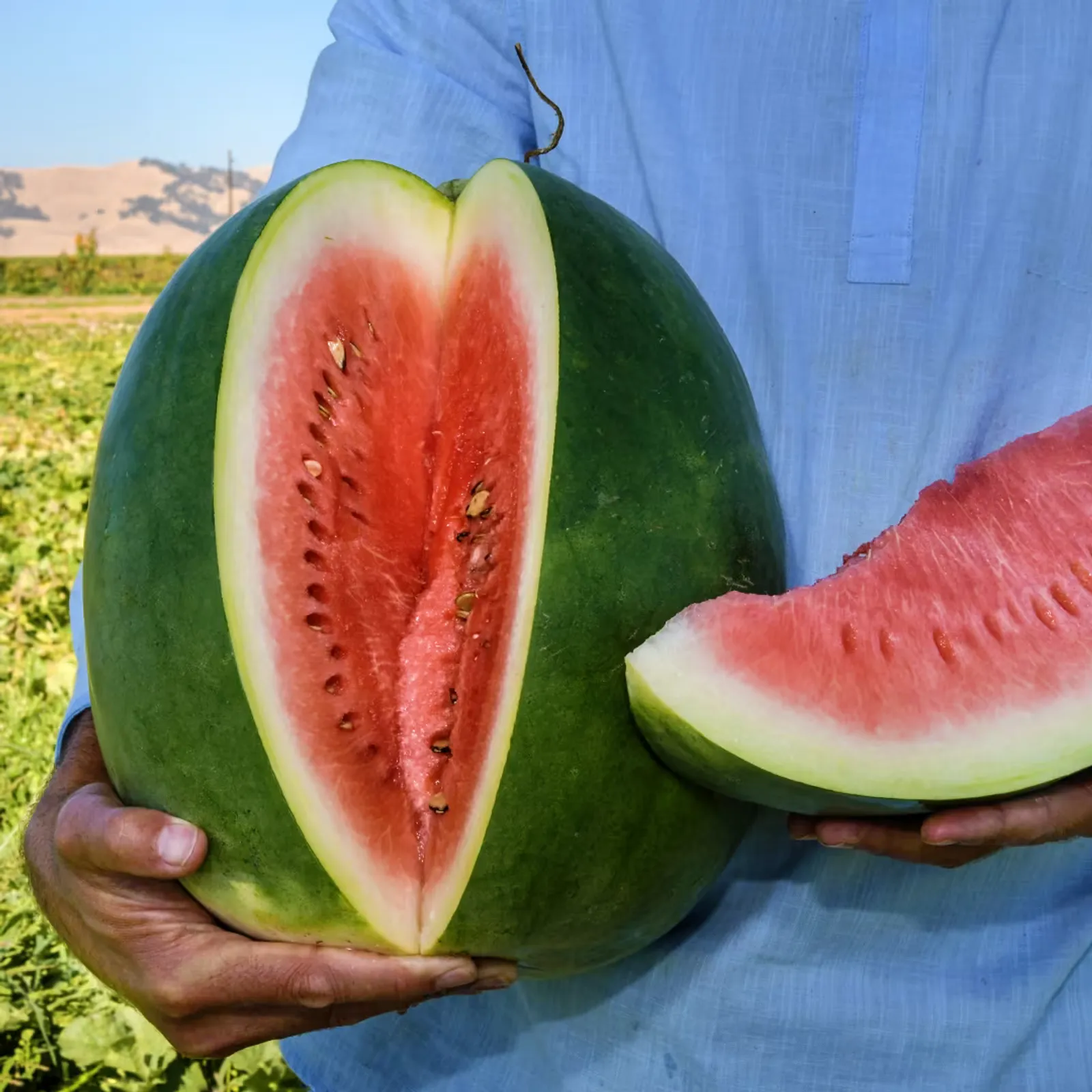 Stone Mountain Watermelon