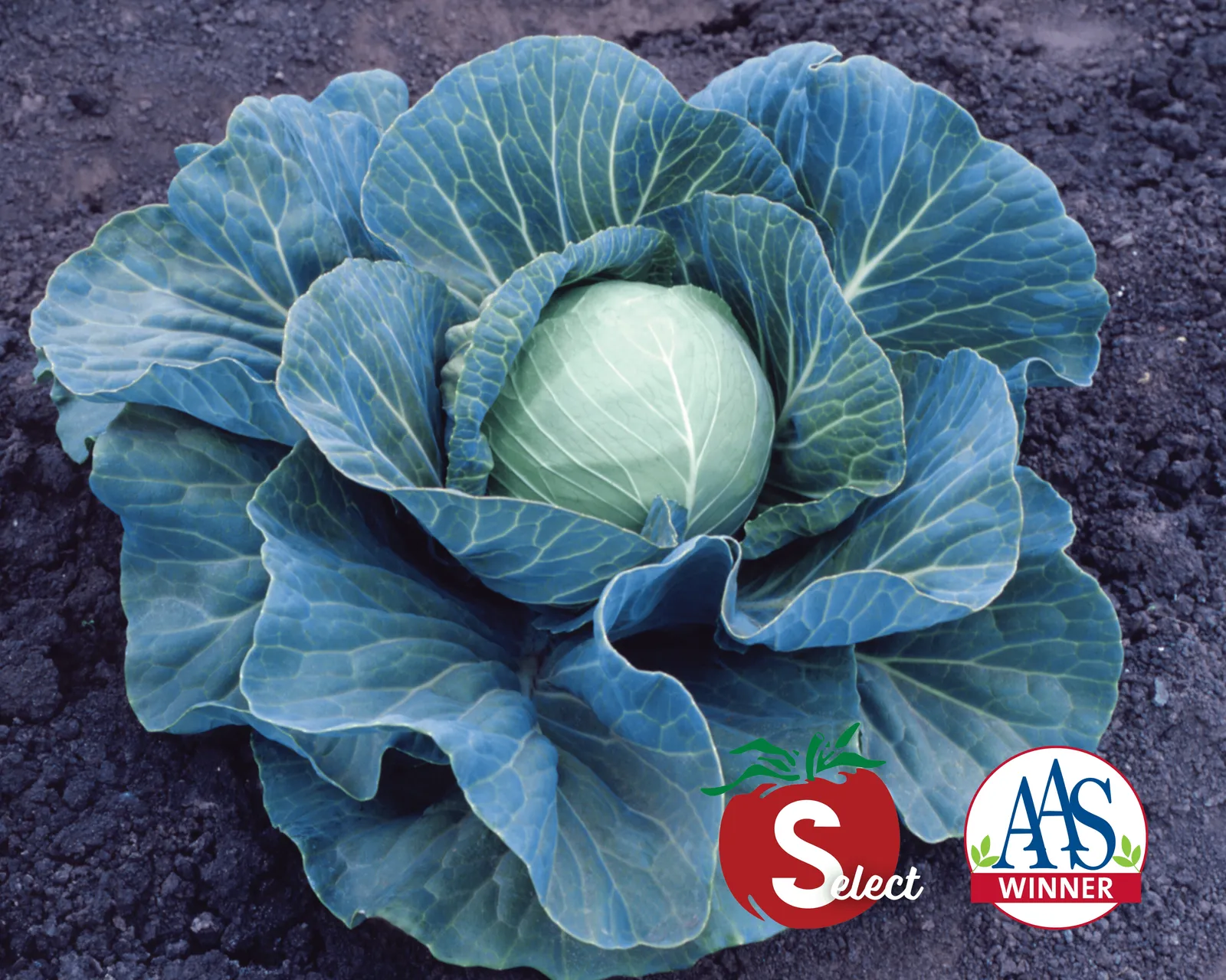 Stonehead Cabbage