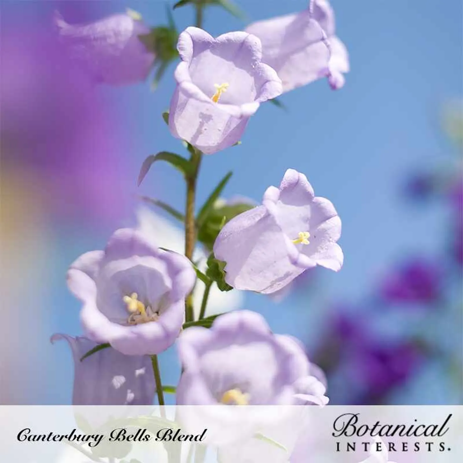 Storybook Blend Canterbury Bells Bells of Ireland