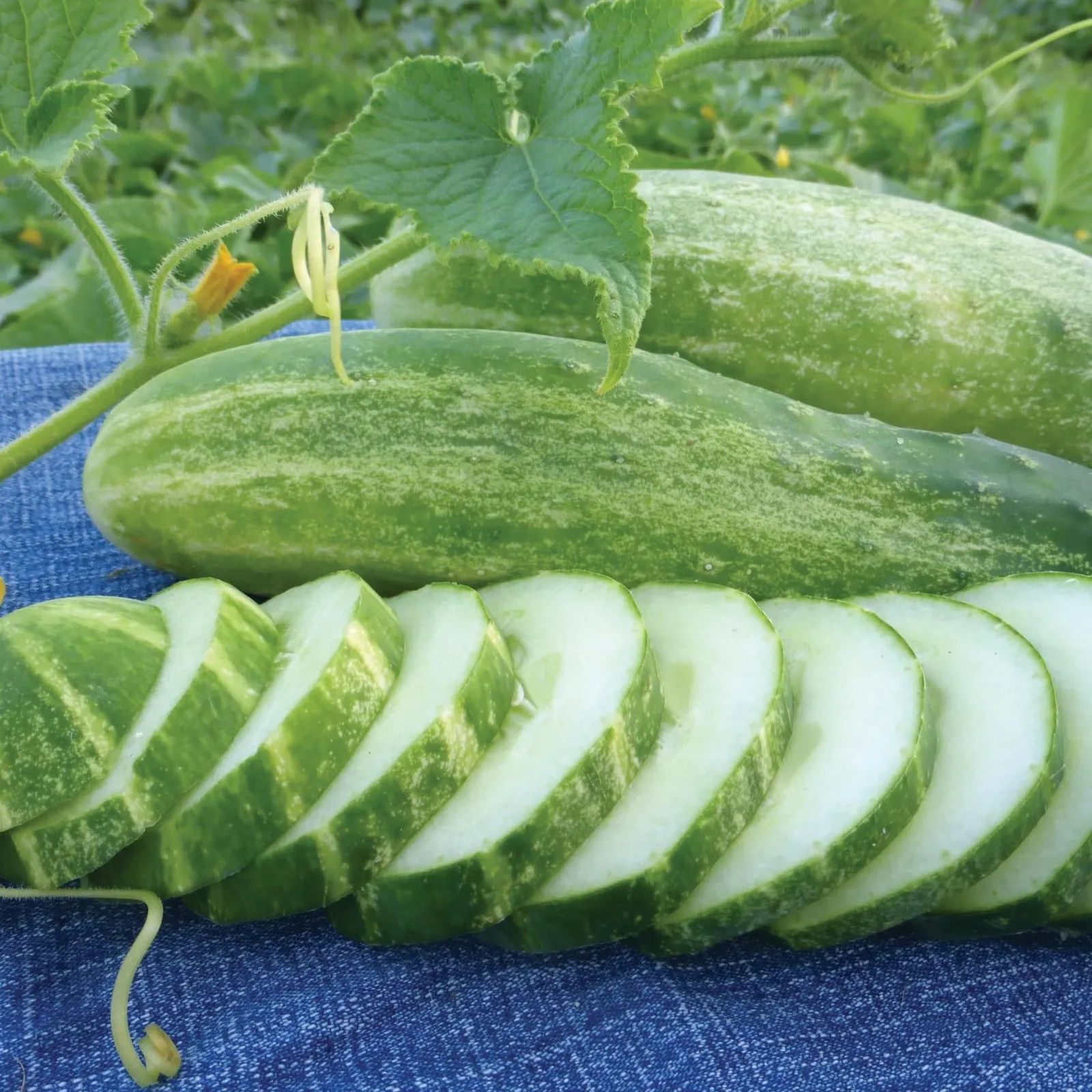 Straight Eight Cucumbers
