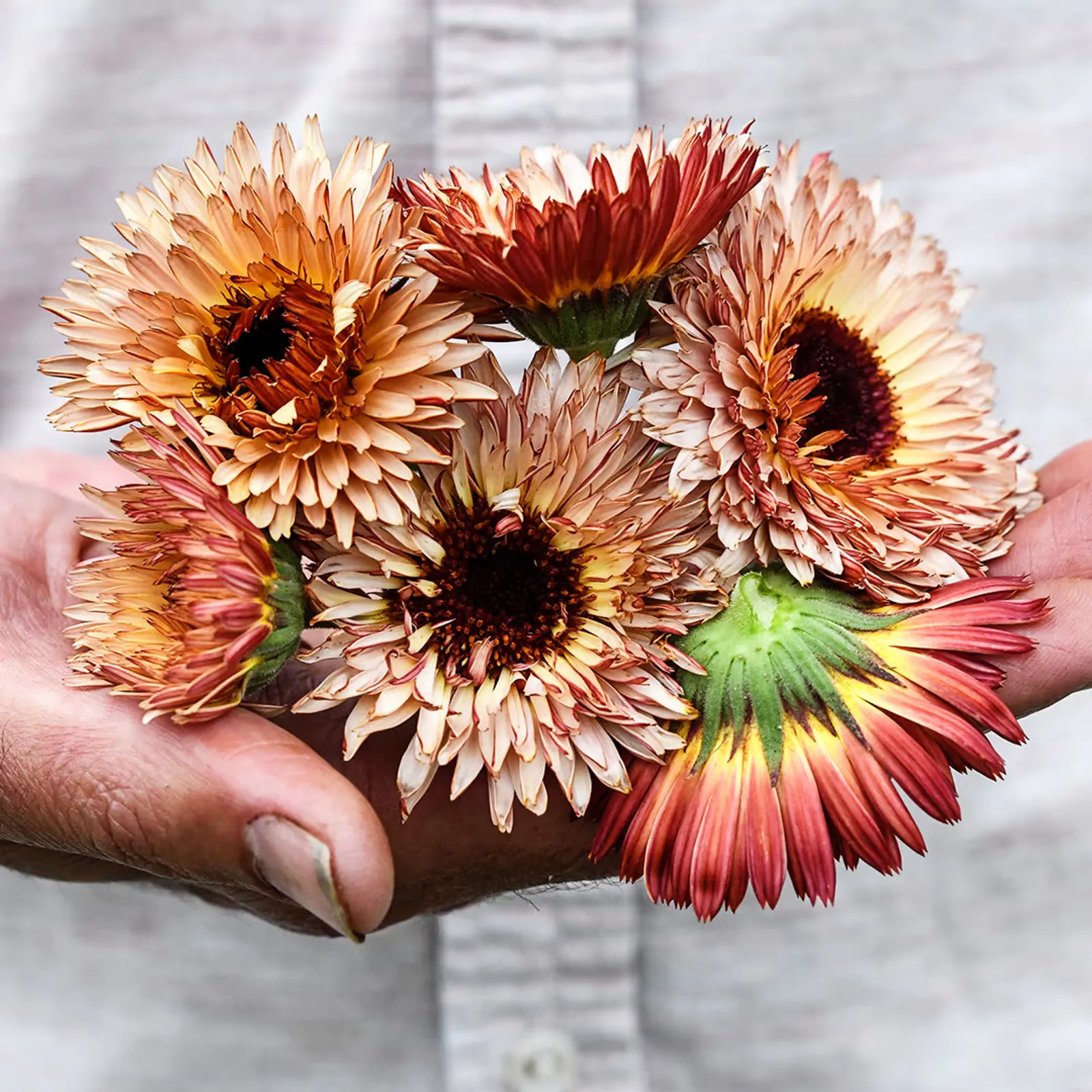Strawberry Blonde Calendula