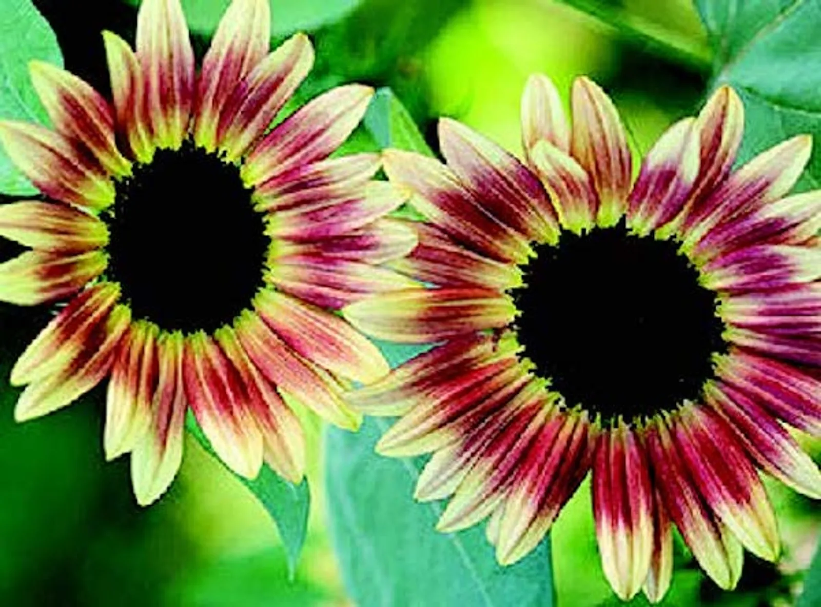 Strawberry Blonde Sunflower