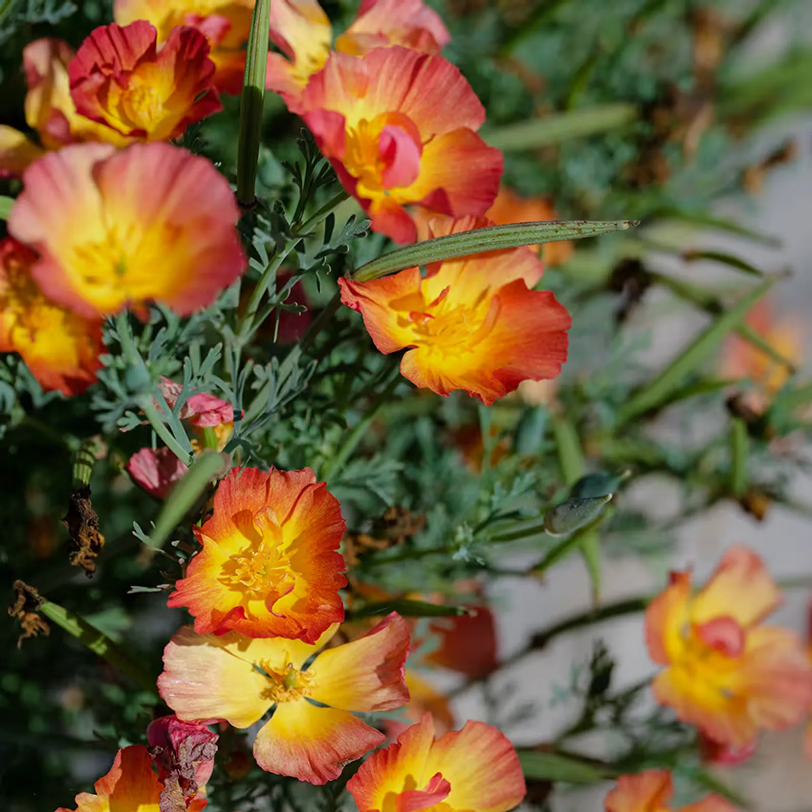Strawberry Fields California Poppy