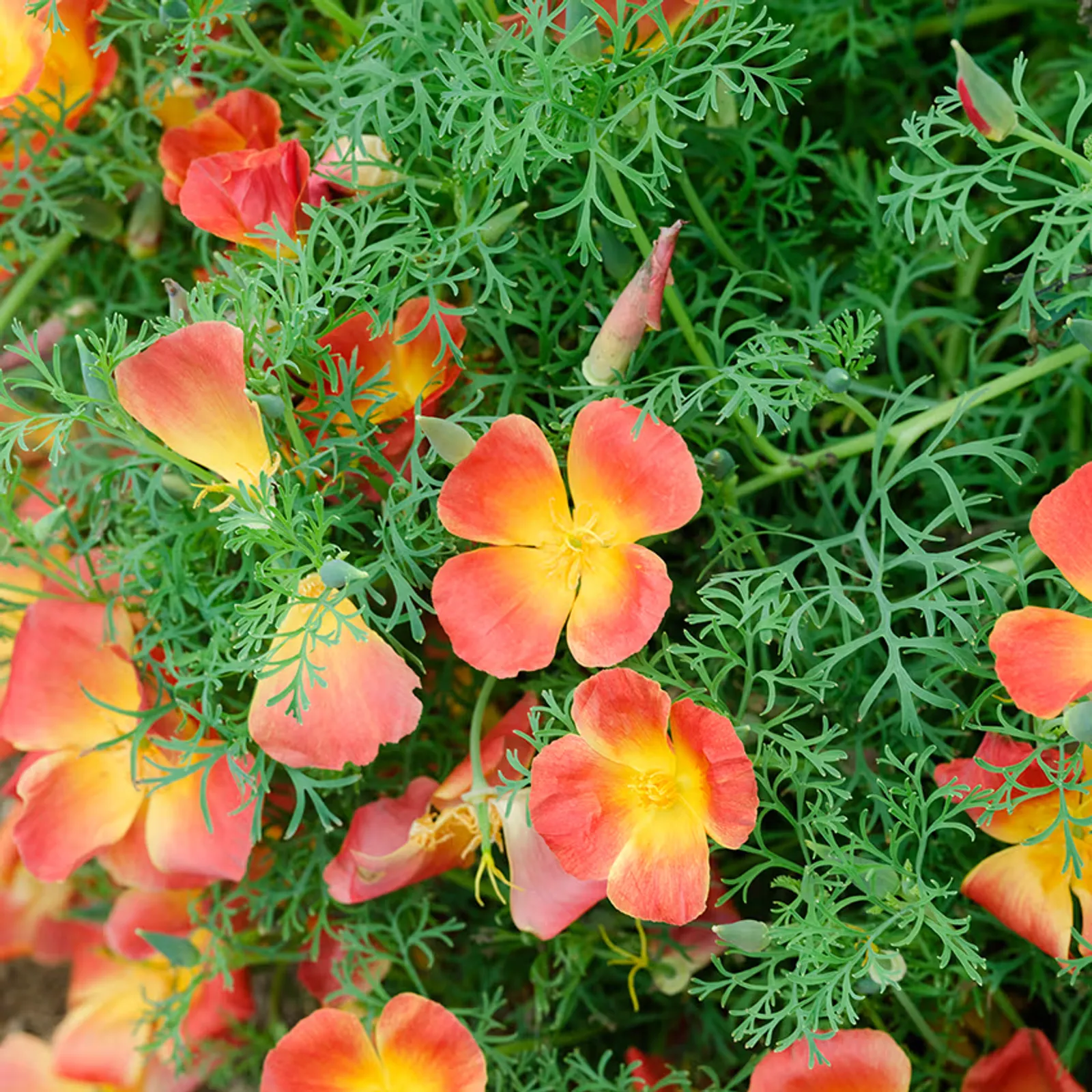 Strawberry Fields Poppies