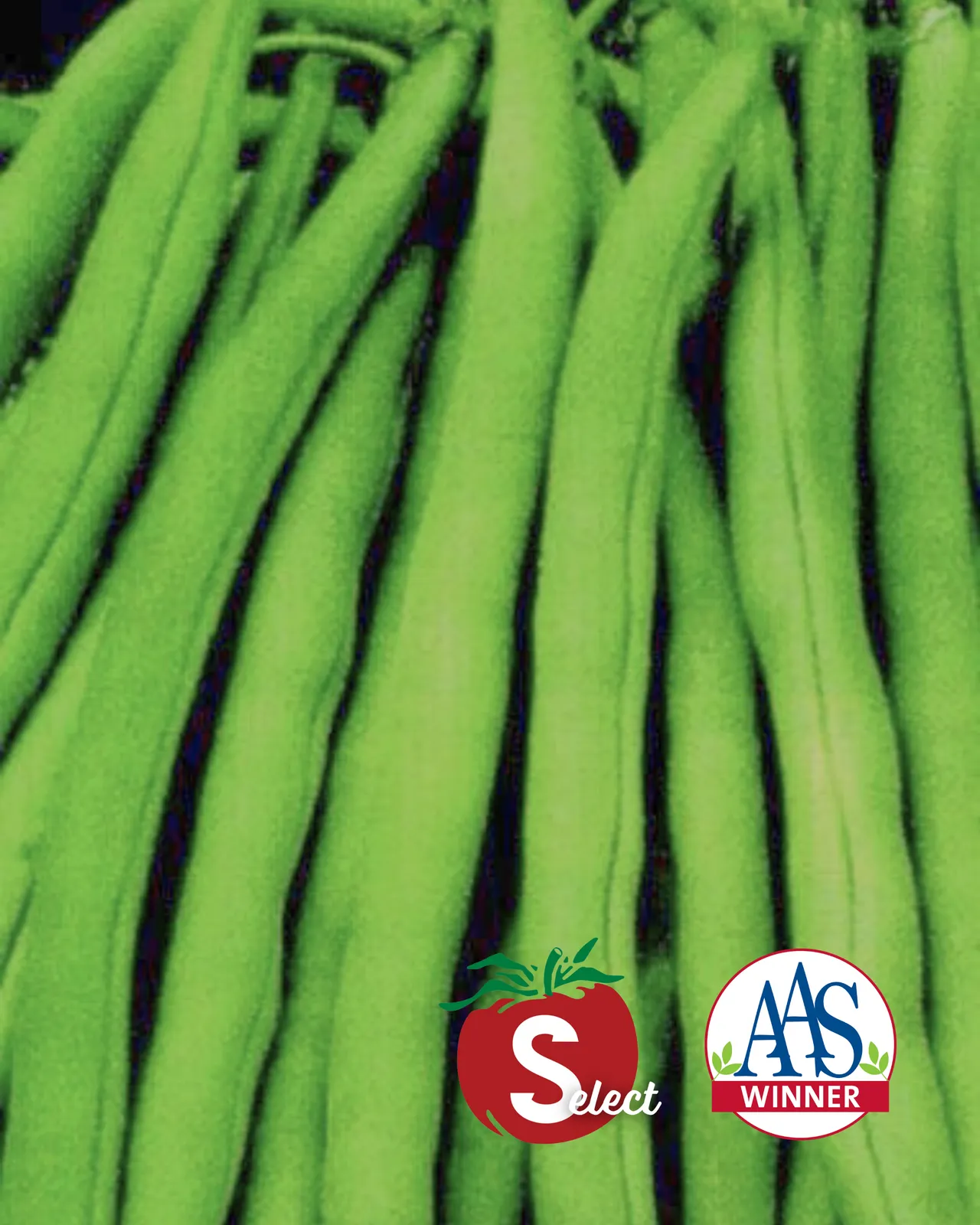 Stringless Blue Lake S-7 Beans