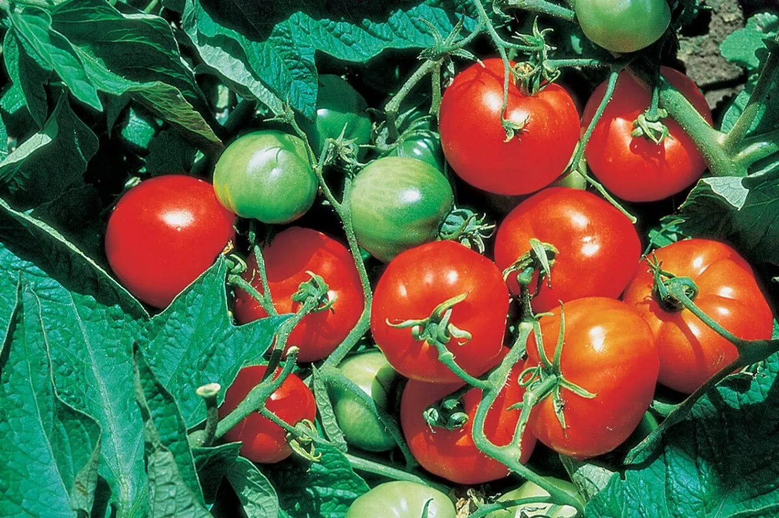 Stupice Tomatoes