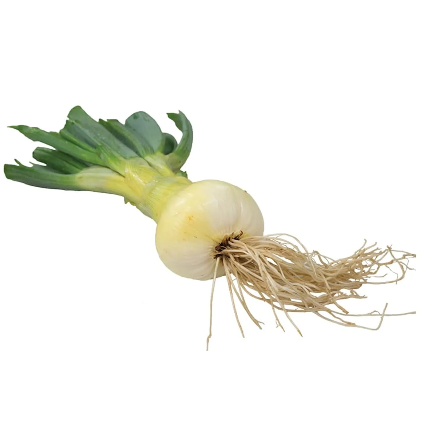 Stuttgarter Onions
