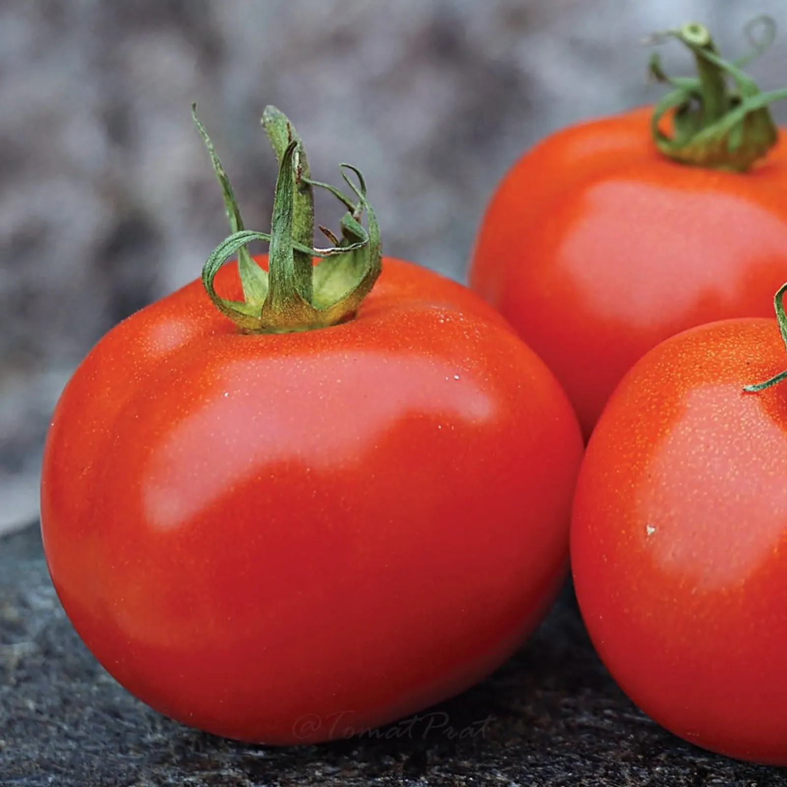 Sub Arctic Plenty Tomatoes