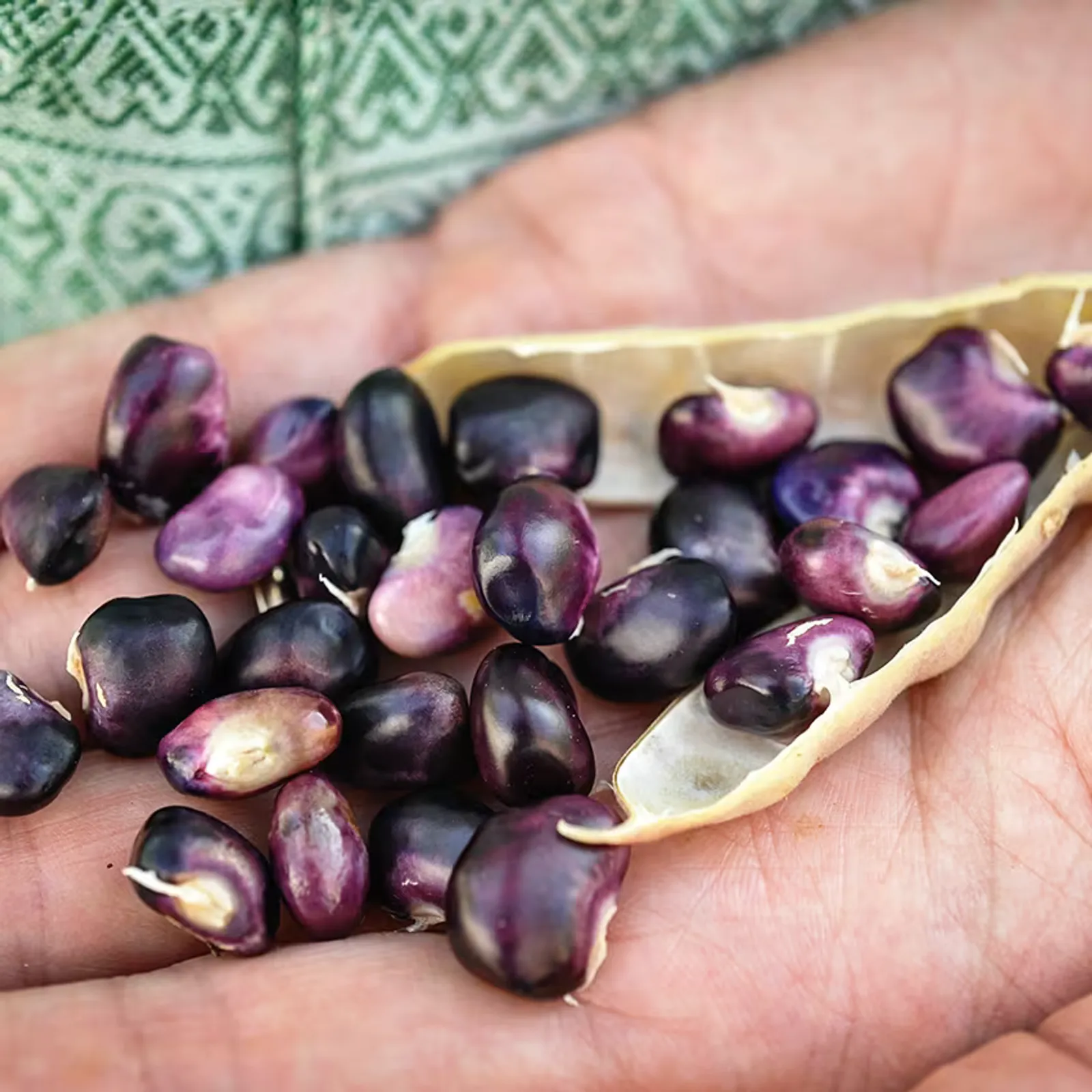 Succotash Beans