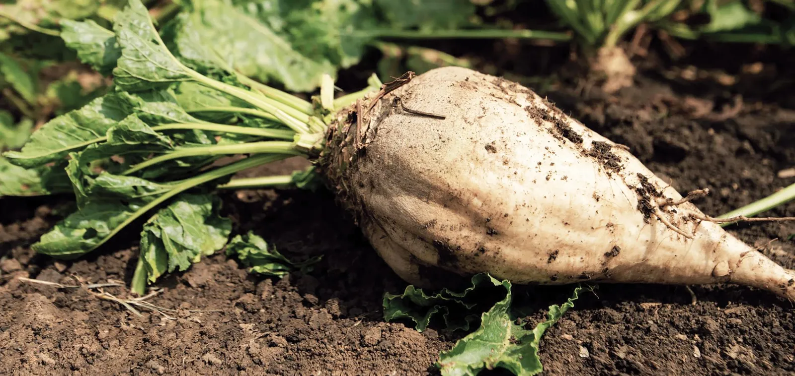 Sugar Beets