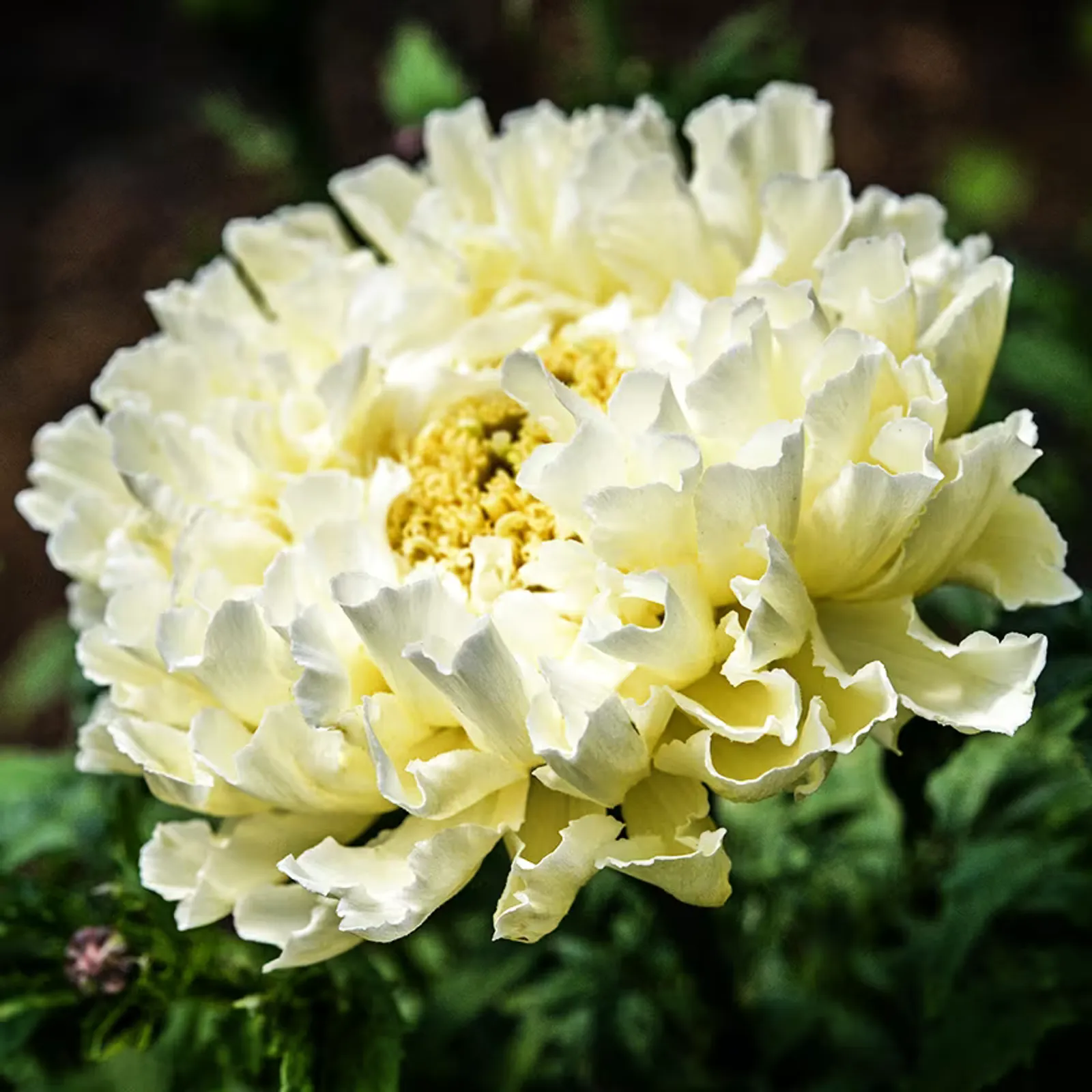 Sugar and Spice Marigold