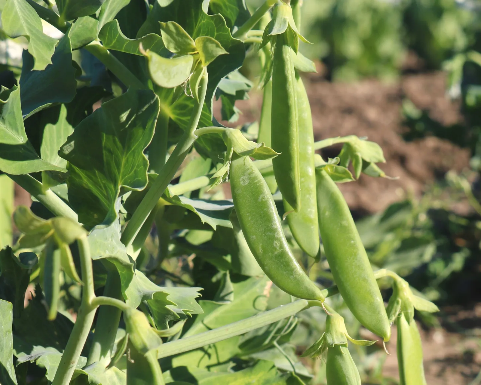 Sugar Ann Peas