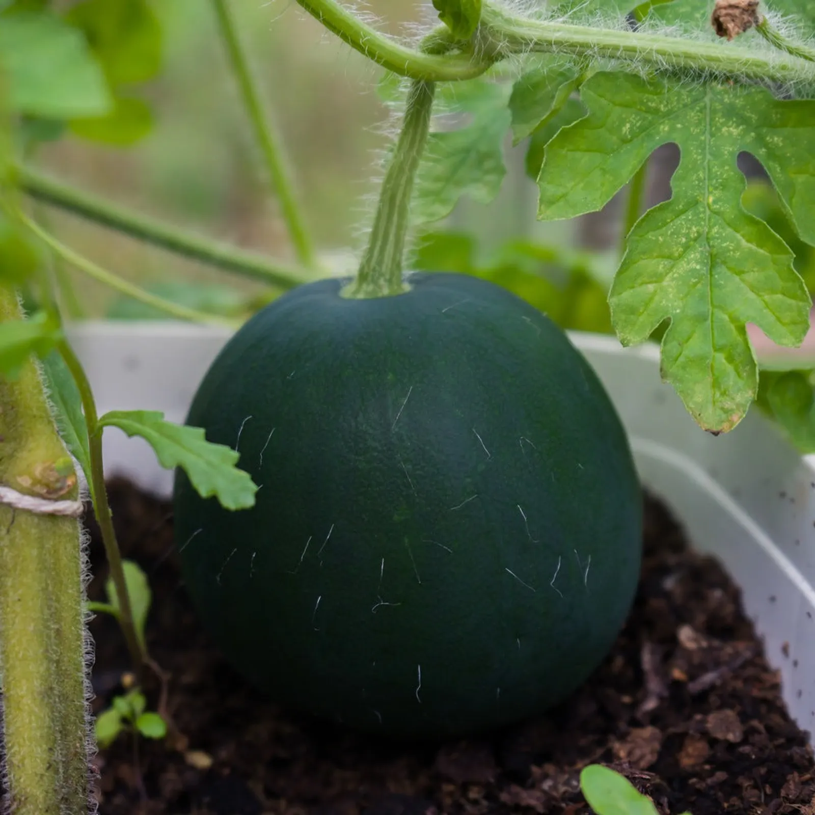 Sugar Baby Watermelon