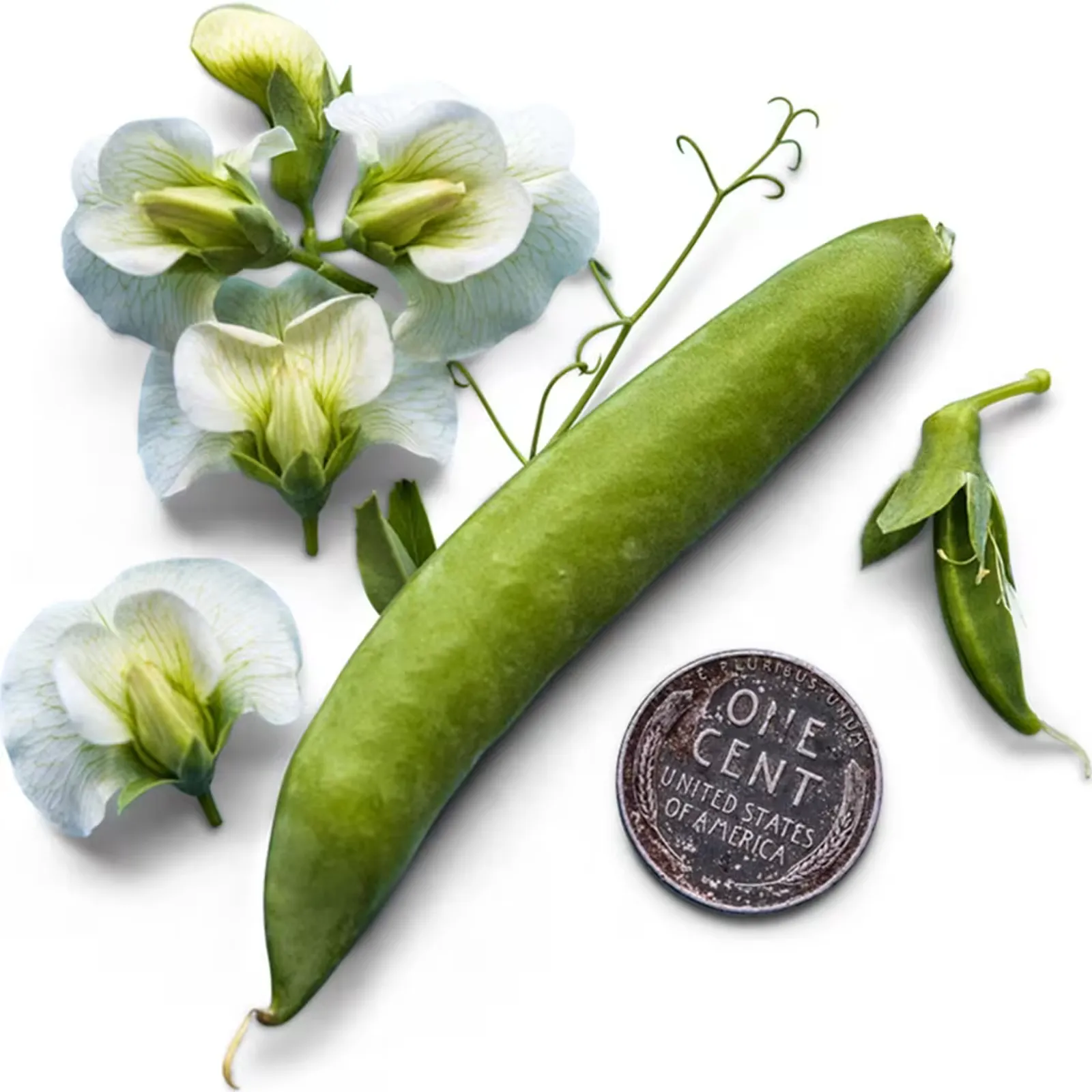 Sugar Snap Peas