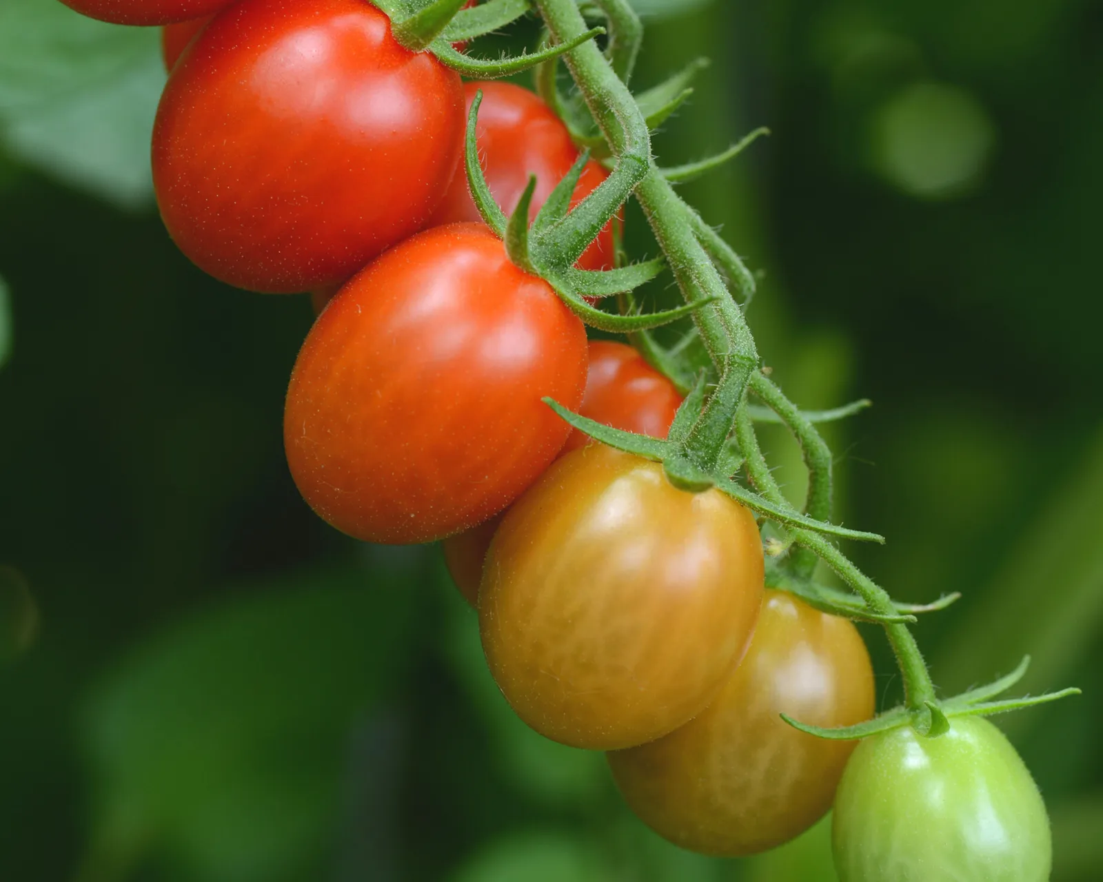 Sugar Rush Tomatoes