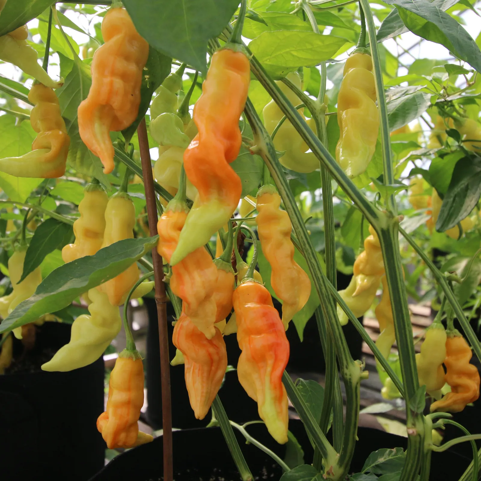 Sugar Rush Peach Peppers