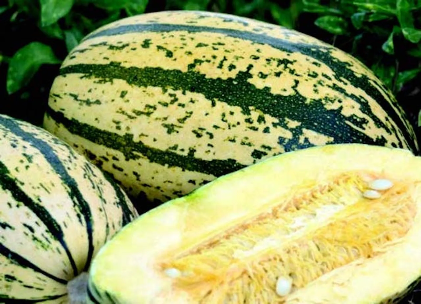 Sugaretti Squash
