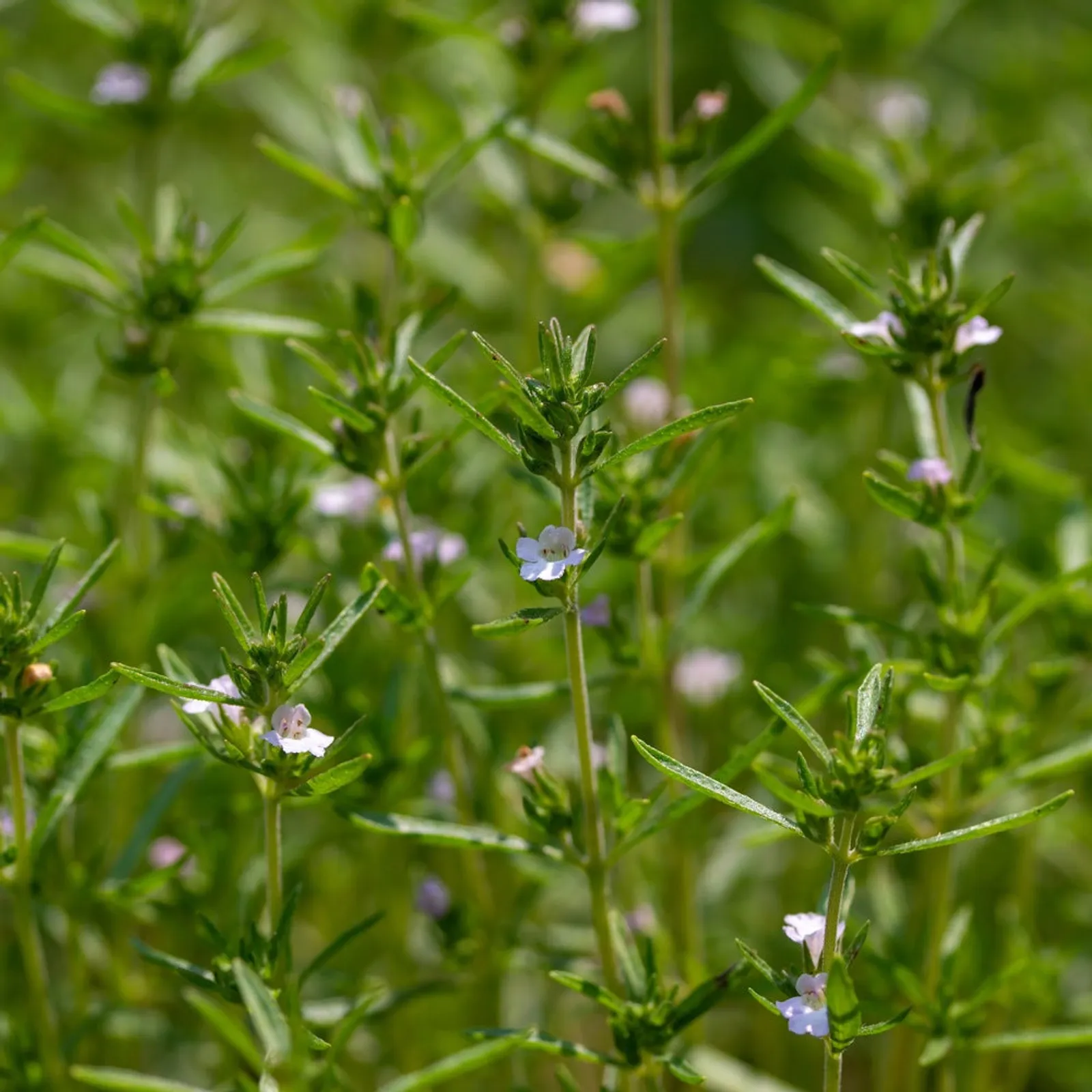 Summer Savory