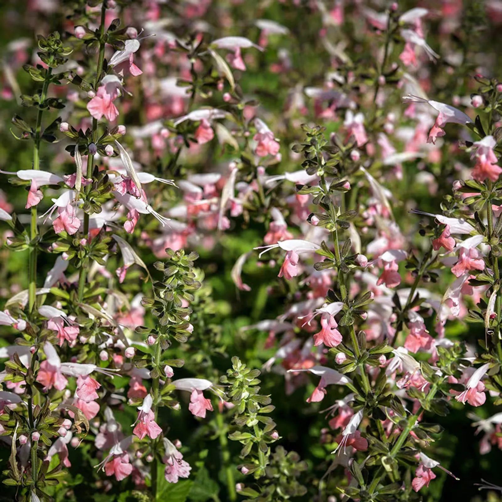 Summer Jewels Pink Sage