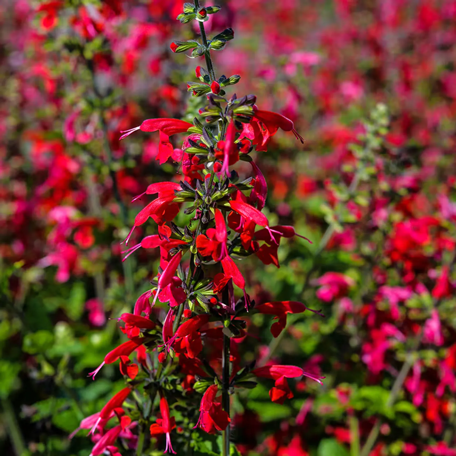 Summer Jewels Red Sage