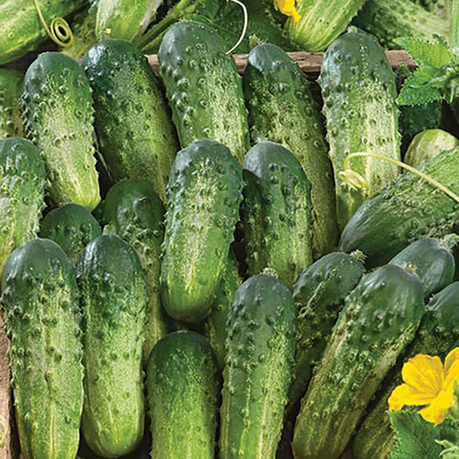 Sumter Cucumbers
