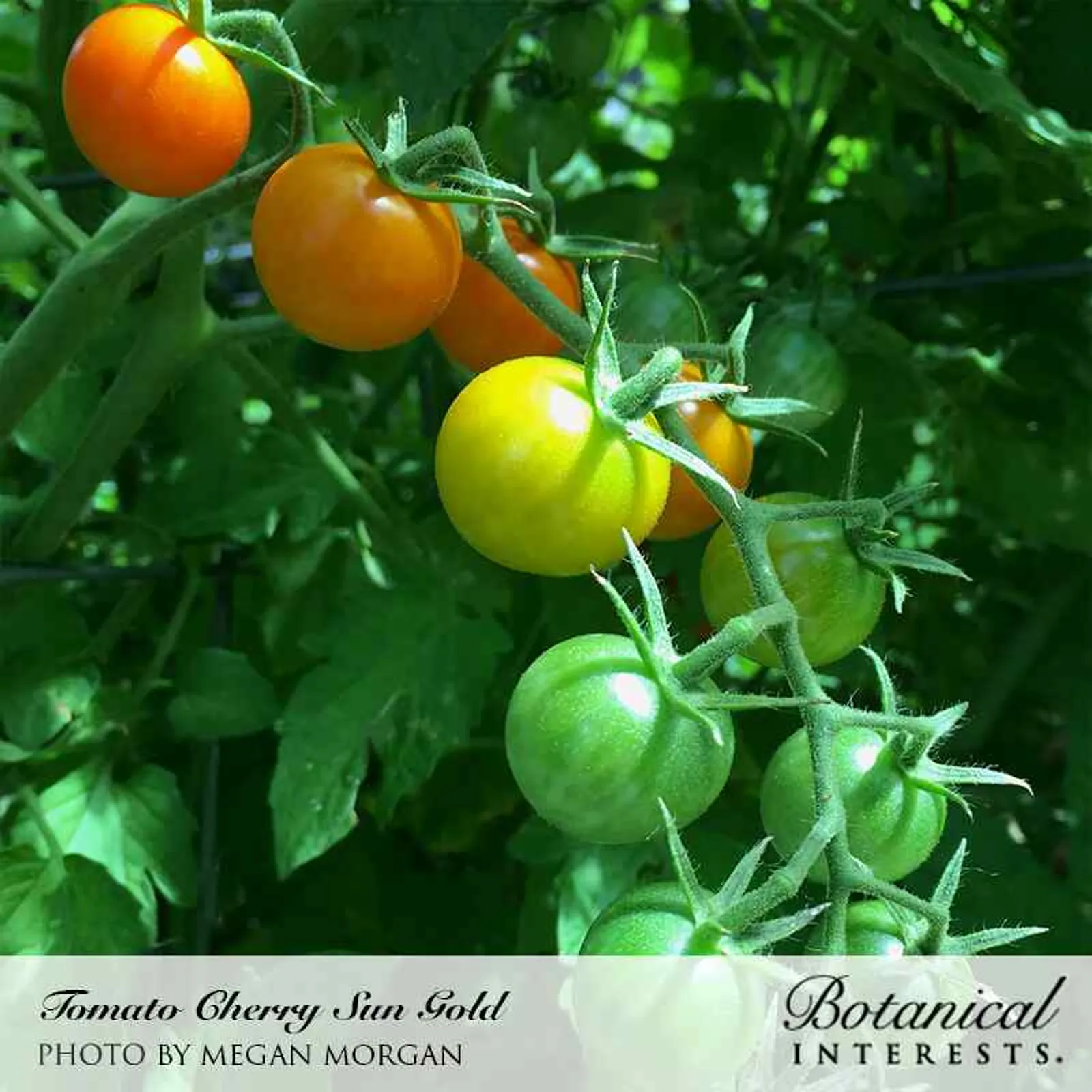 Sun Gold Tomatoes