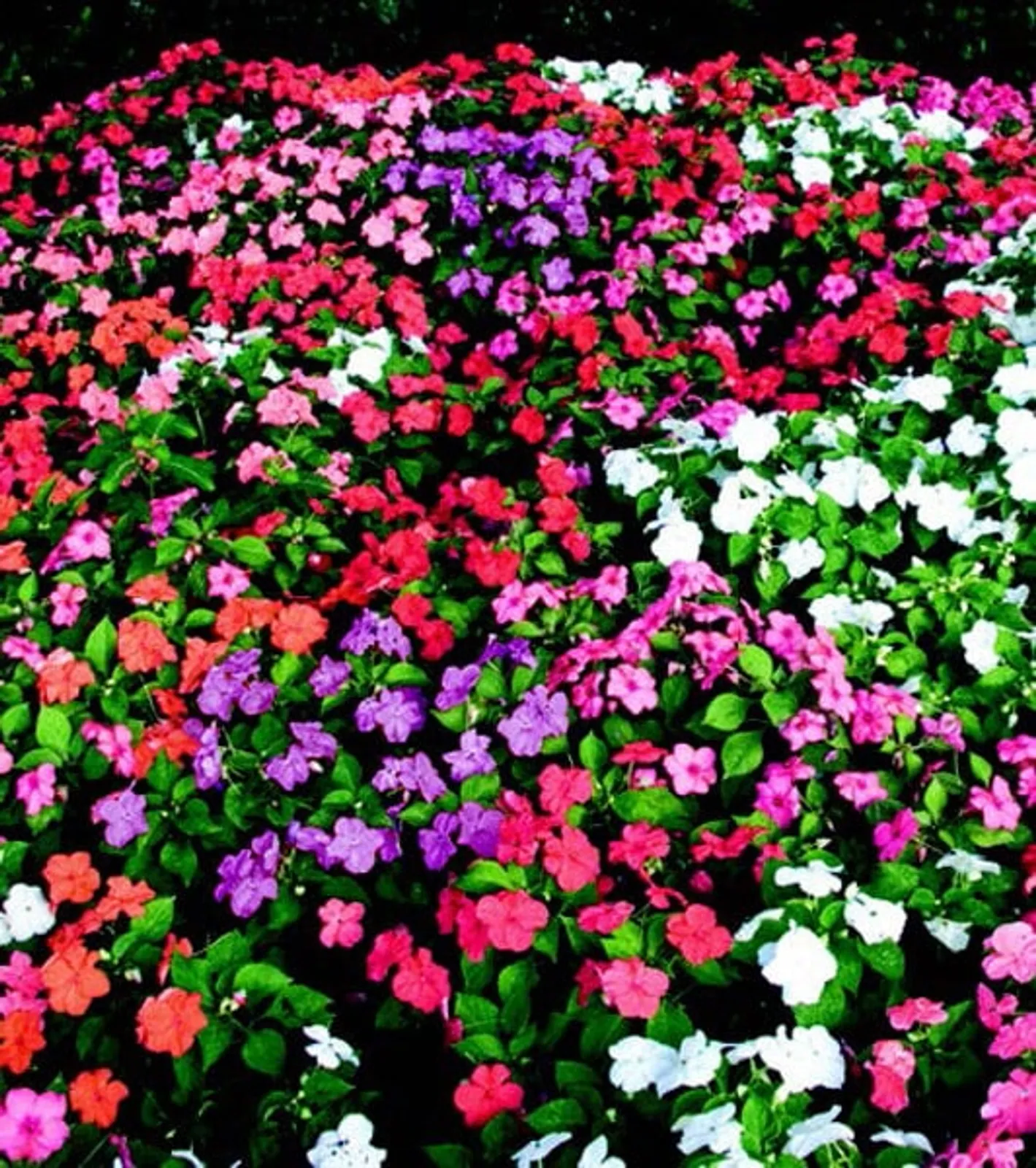 Sunbelt Mix Impatiens