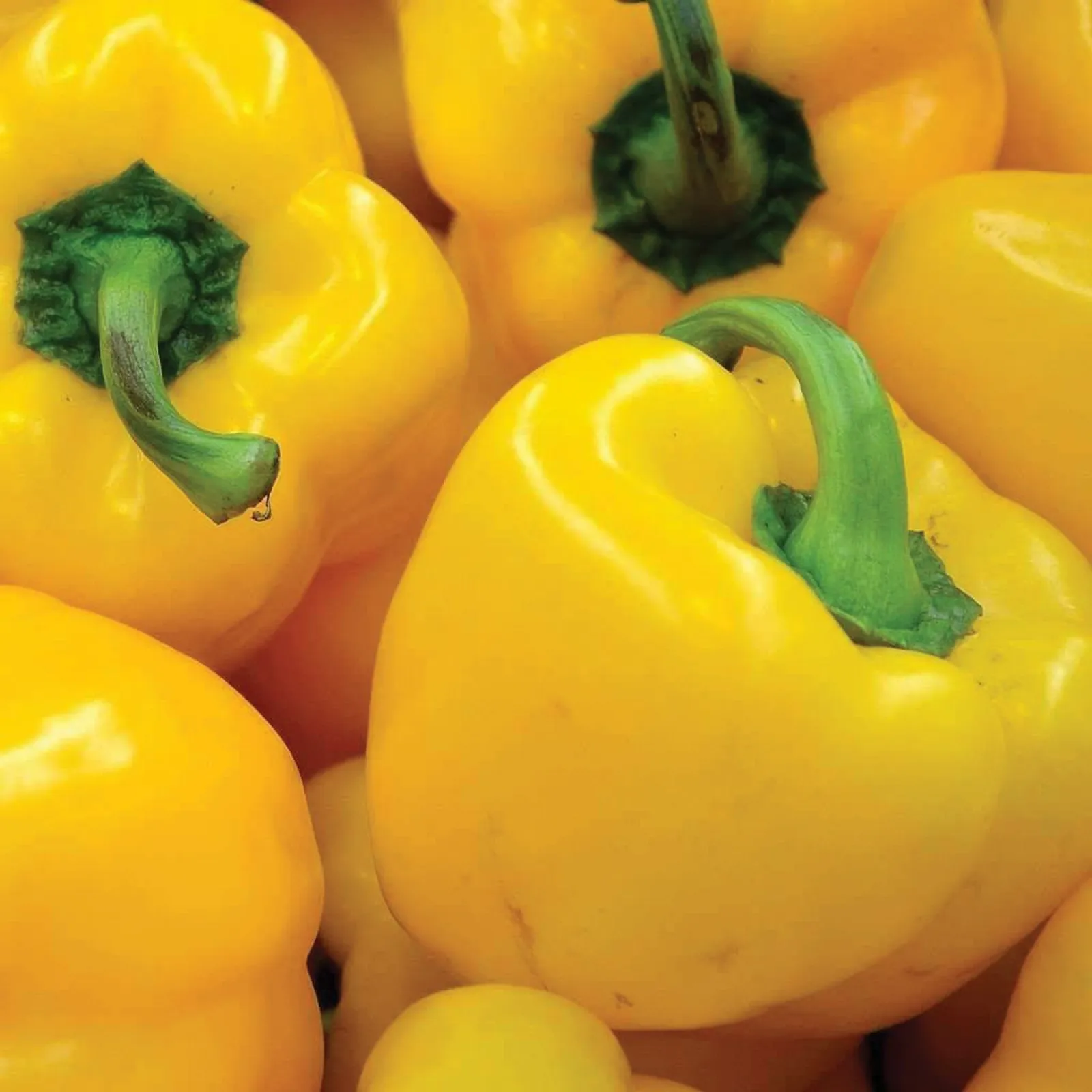 Sunbright Bell Peppers